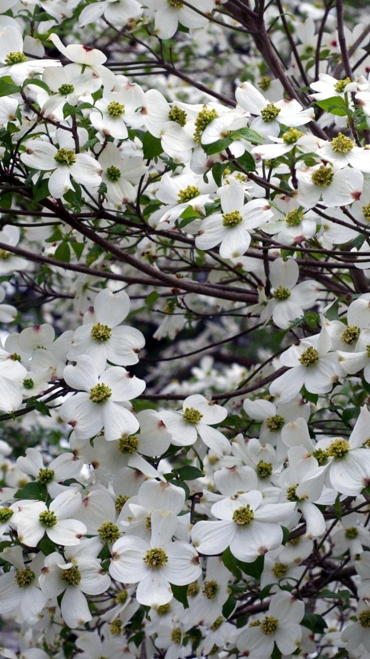Dogwood Tree Wallpapers Top Free Dogwood Tree Backgrounds
