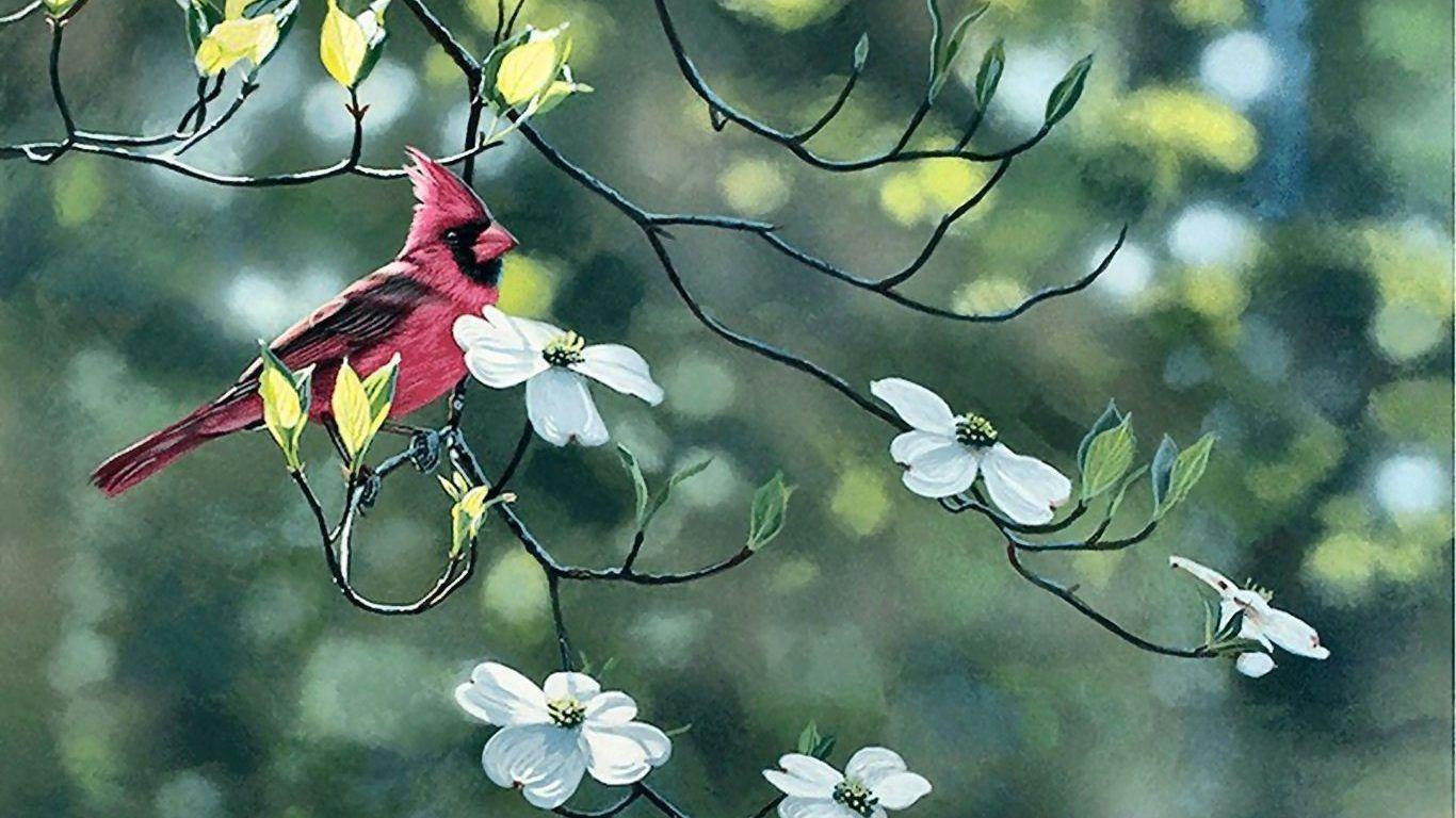 Dogwood Tree Wallpapers Top Free Dogwood Tree Backgrounds