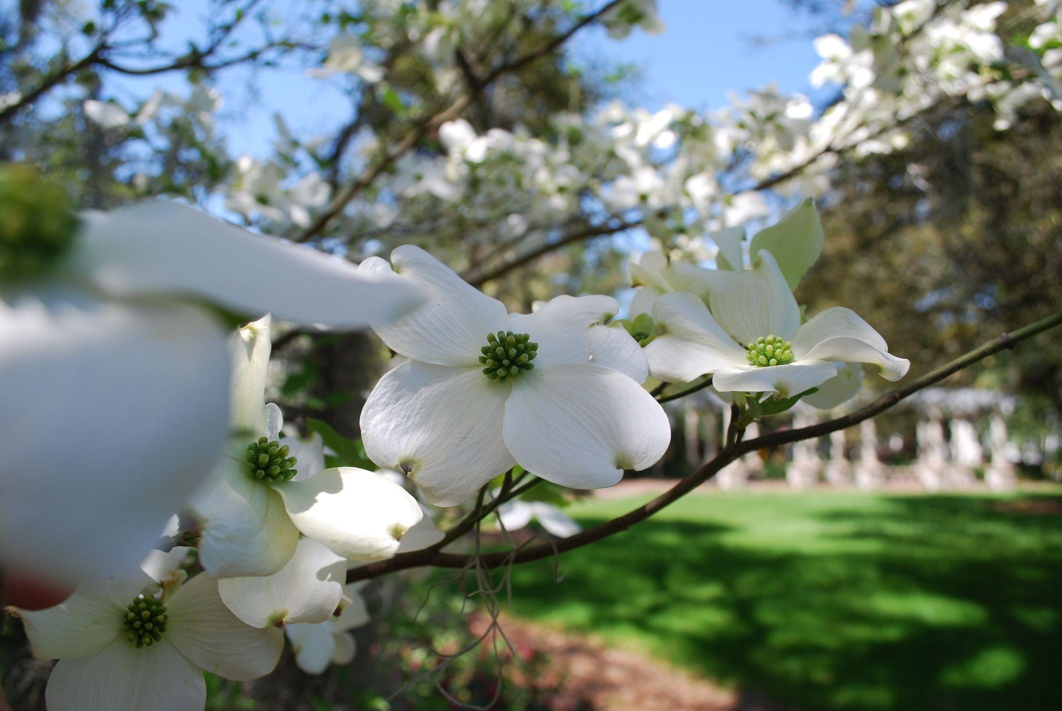 Dogwood Tree Wallpapers Top Free Dogwood Tree Backgrounds