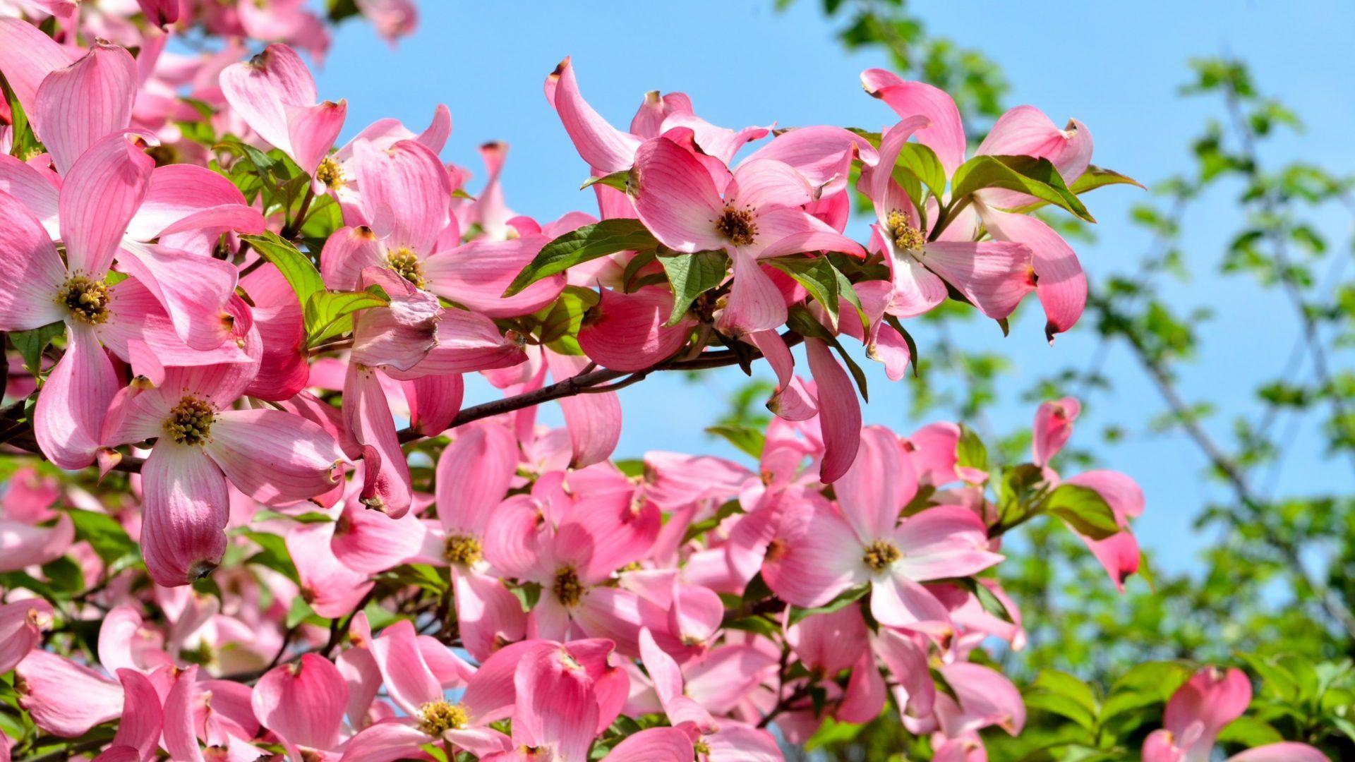 Dogwood Tree Wallpapers Top Free Dogwood Tree Backgrounds