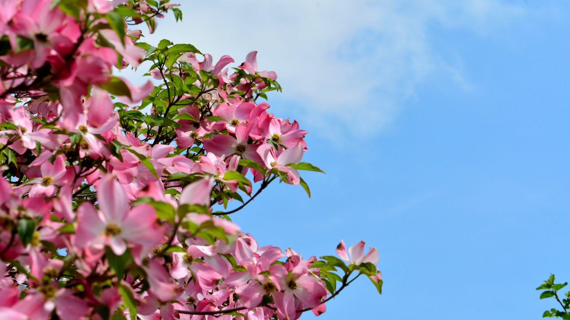 Dogwood Tree Wallpapers Top Free Dogwood Tree Backgrounds