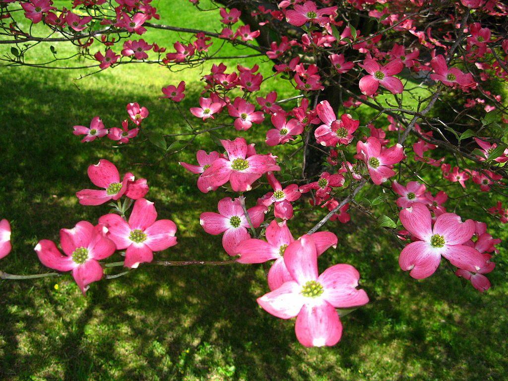 Dogwood Tree Wallpapers Top Free Dogwood Tree Backgrounds