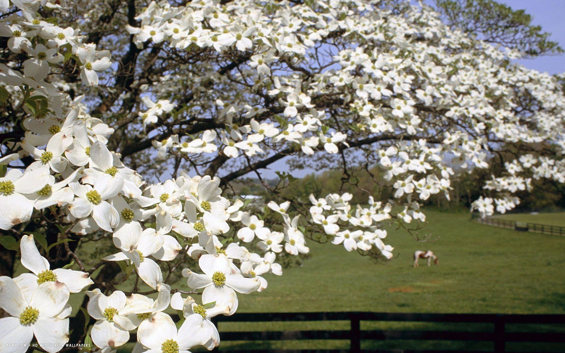 Dogwood Tree Wallpapers Top Free Dogwood Tree Backgrounds