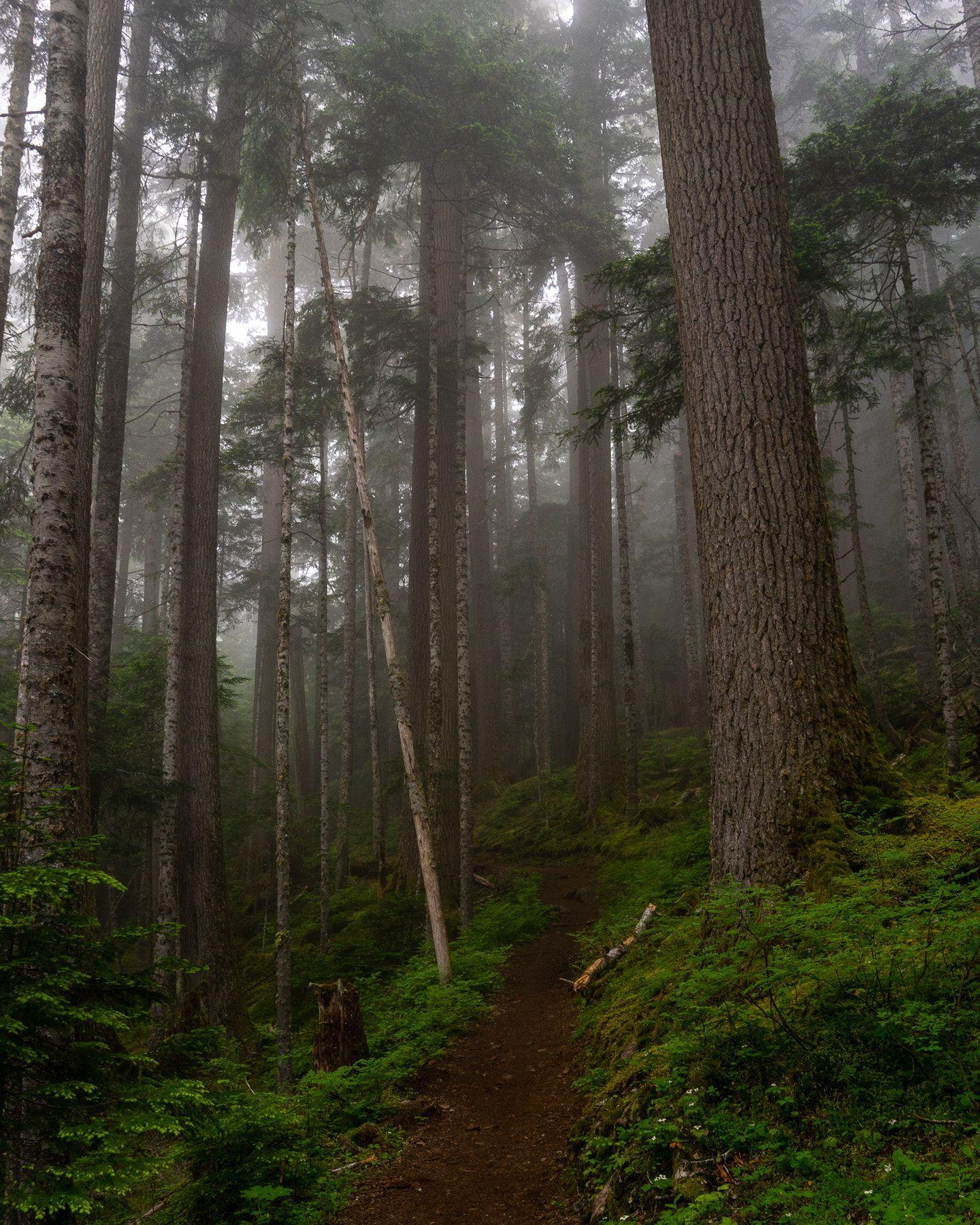 Forks Washington Wallpapers Top Free Forks Washington Backgrounds