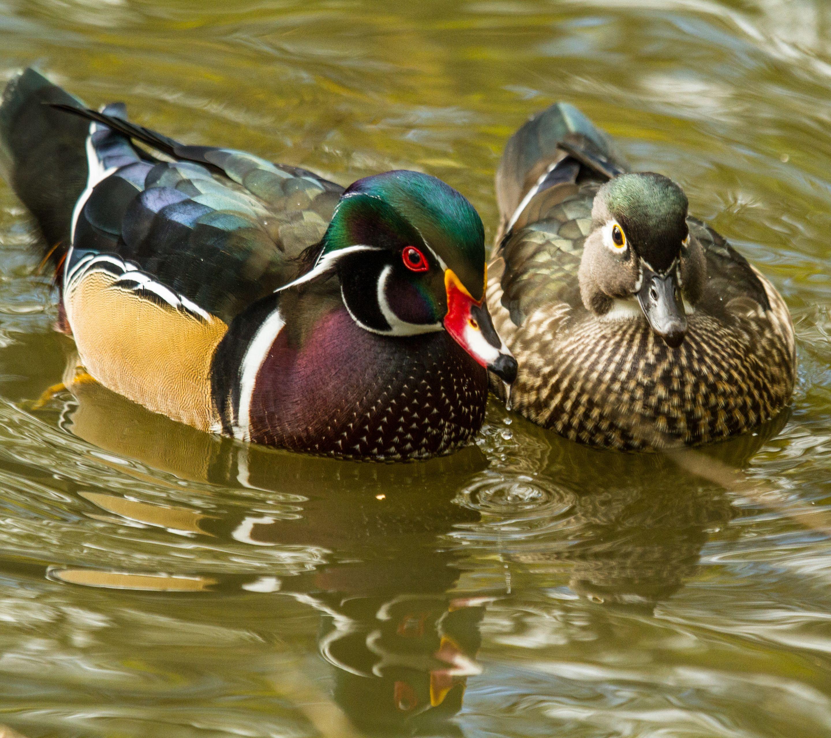 Wood Duck Wallpapers Top Free Wood Duck Backgrounds WallpaperAccess