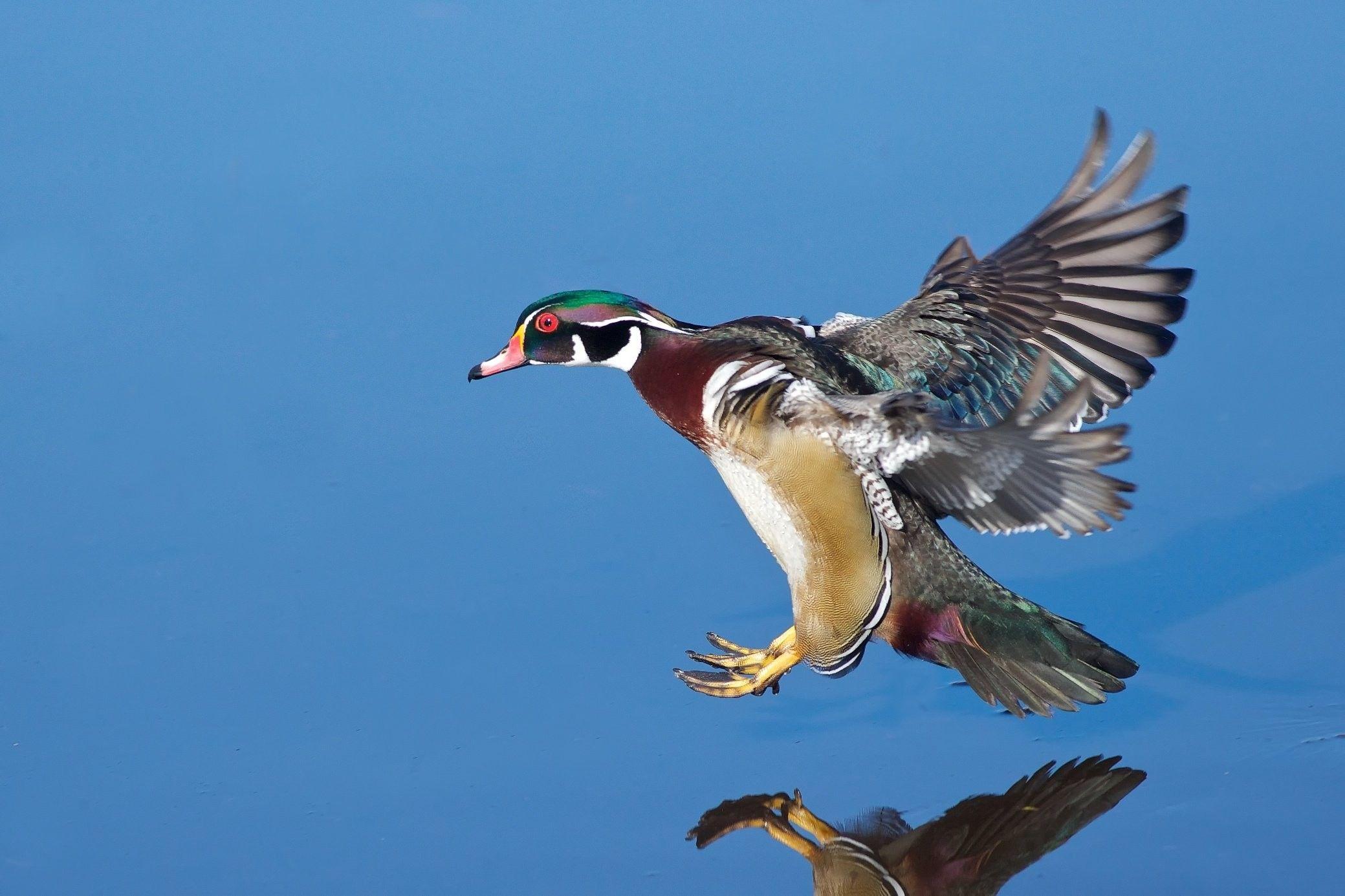 Wood Duck Wallpapers Top Free Wood Duck Backgrounds WallpaperAccess