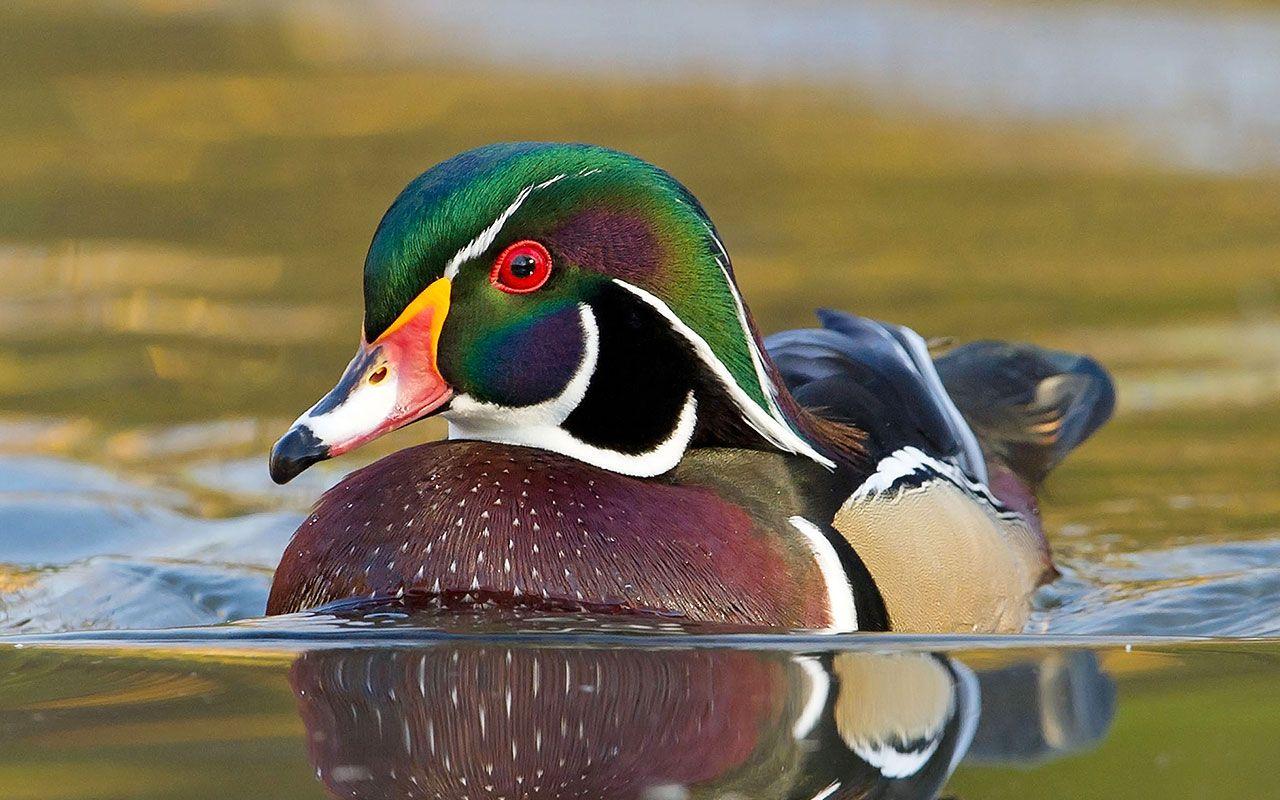 Wood Duck Wallpapers Top Free Wood Duck Backgrounds WallpaperAccess