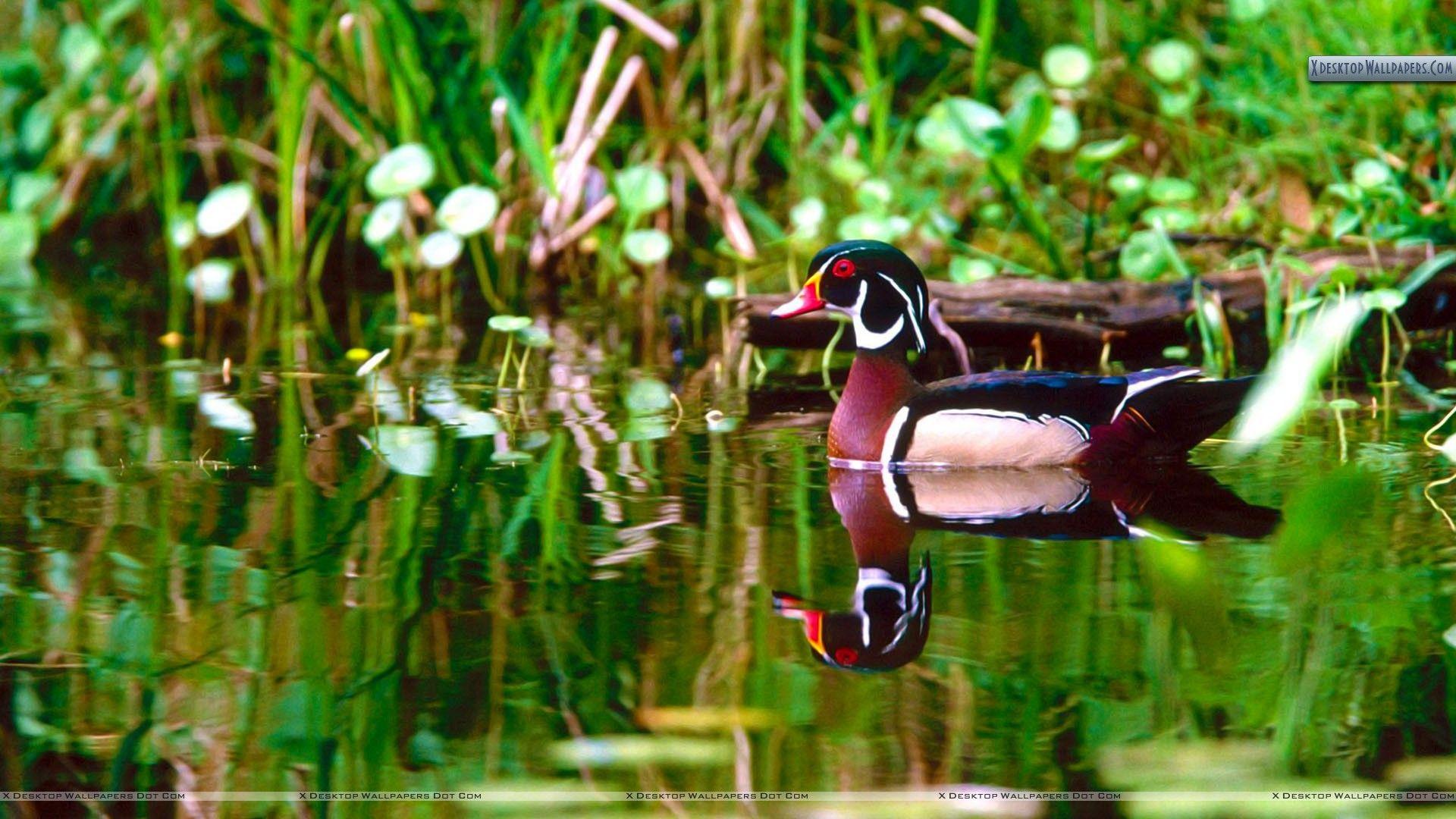 Wood Duck Wallpapers Top Free Wood Duck Backgrounds WallpaperAccess