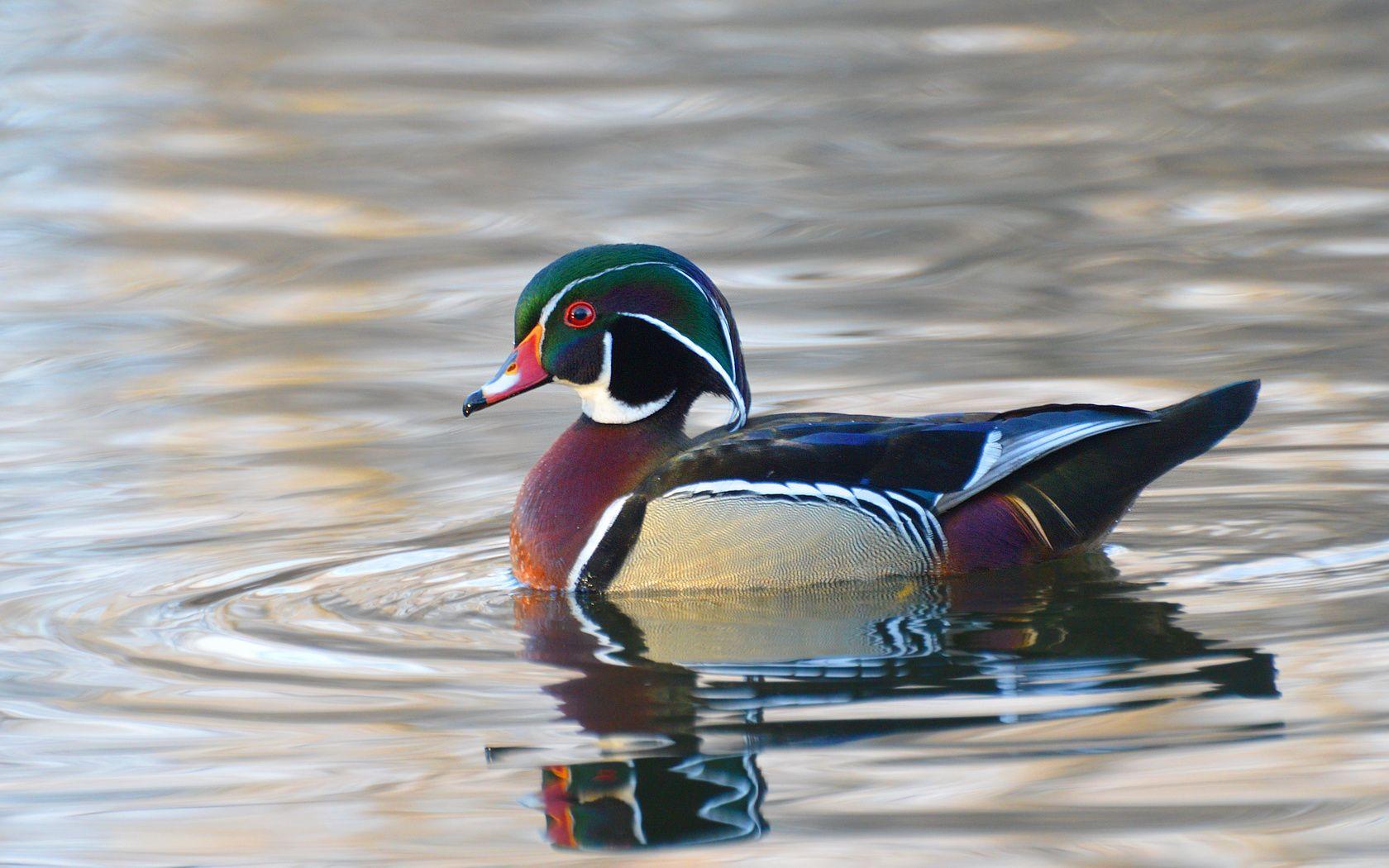 Wood Duck Wallpapers Top Free Wood Duck Backgrounds WallpaperAccess