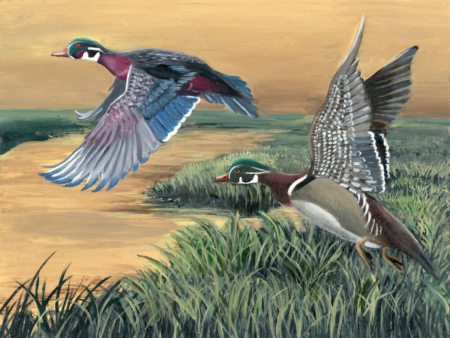 Wood Duck Hunting Wallpapers Check out inspiring examples of duck