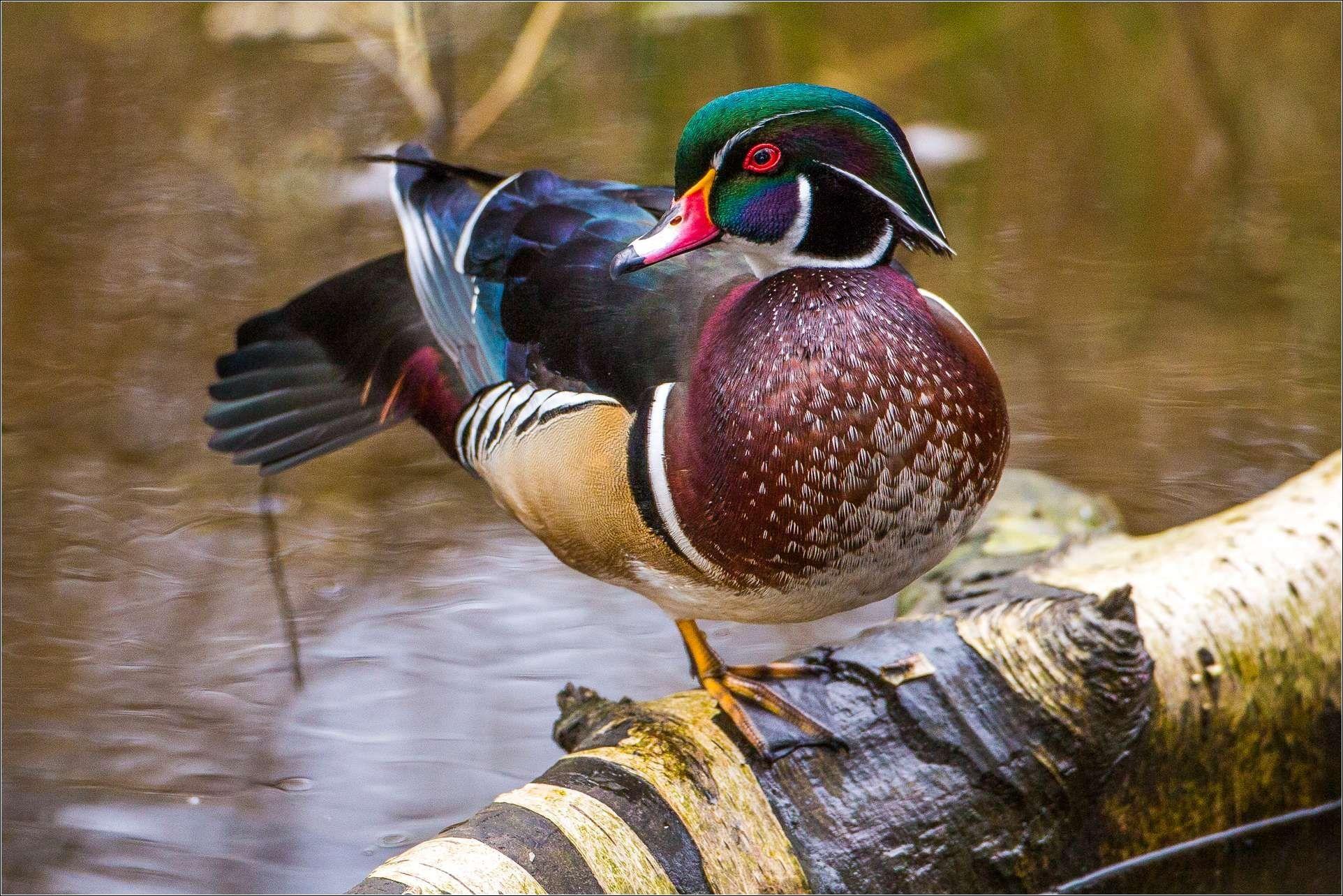 Wood Duck Wallpapers Top Free Wood Duck Backgrounds WallpaperAccess