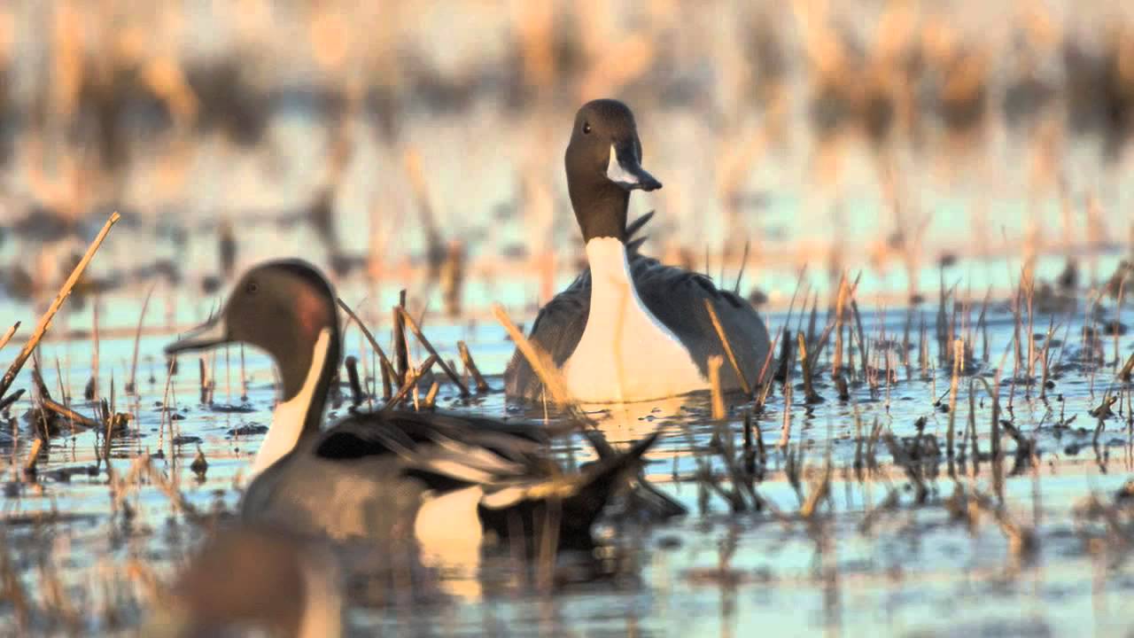 Delta Waterfowl Wallpapers Top Free Delta Waterfowl Backgrounds