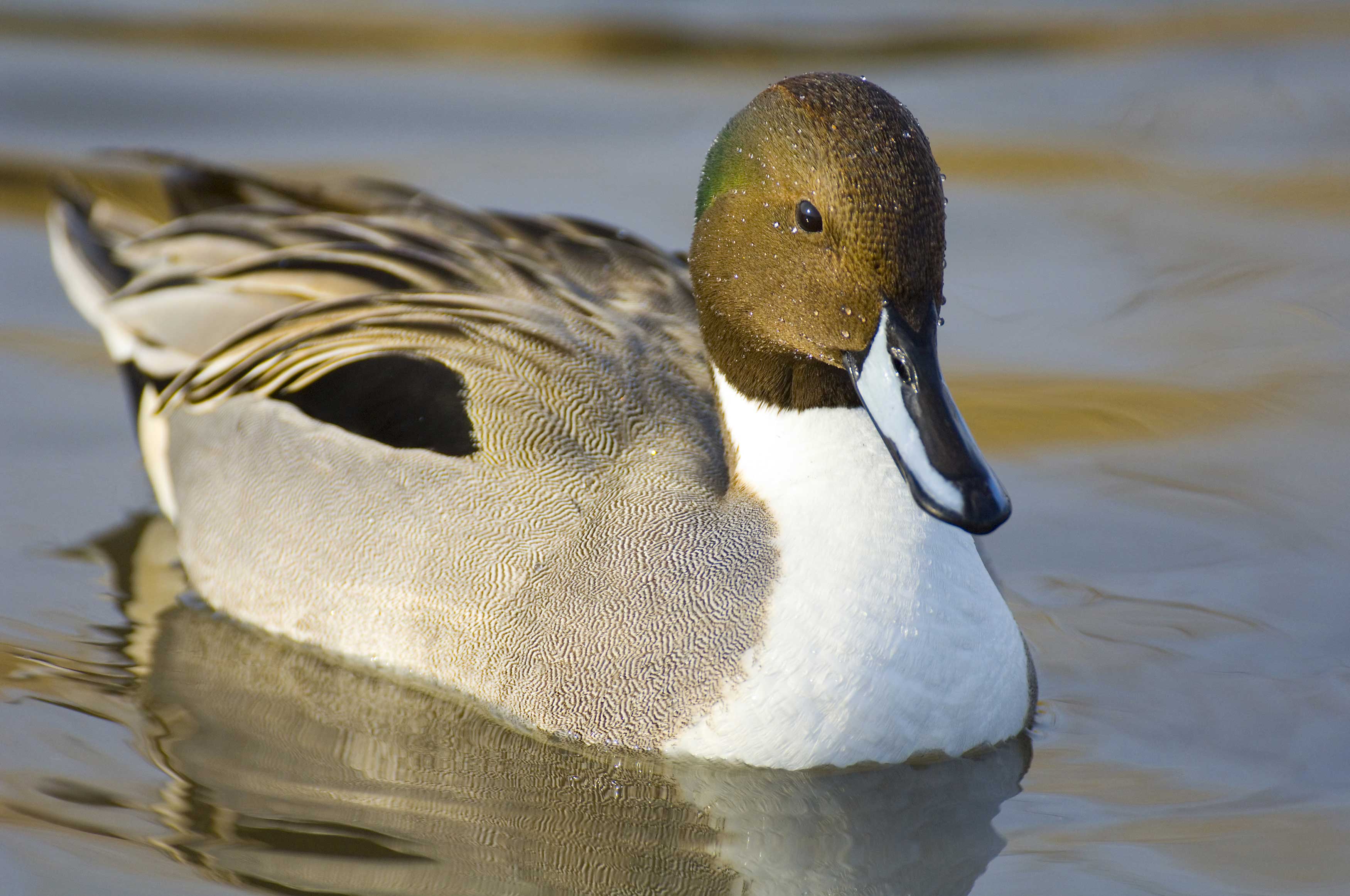 Delta Waterfowl Wallpapers Top Free Delta Waterfowl Backgrounds