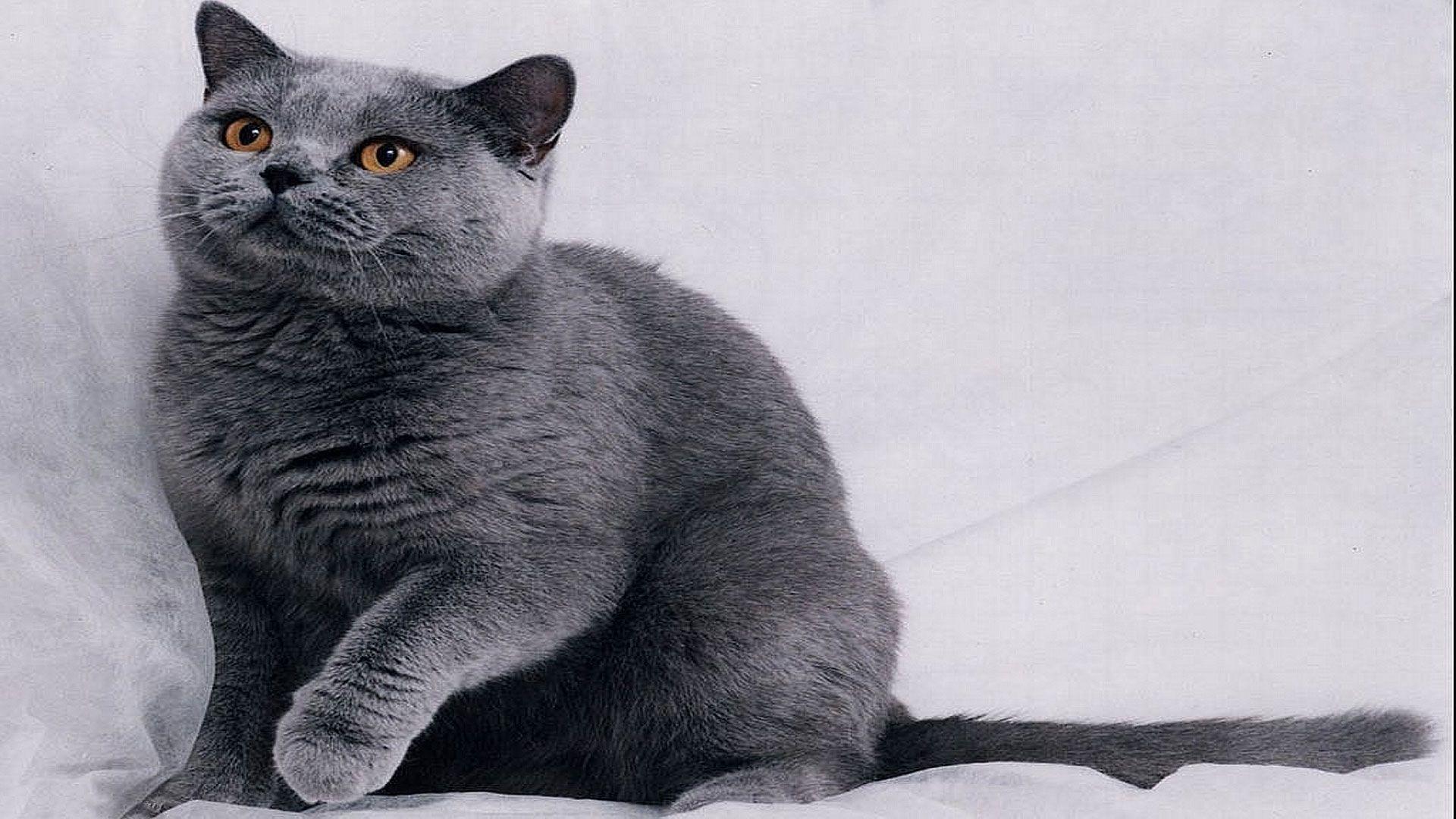 Gray Cat Wallpapers Top Free Gray Cat Backgrounds WallpaperAccess