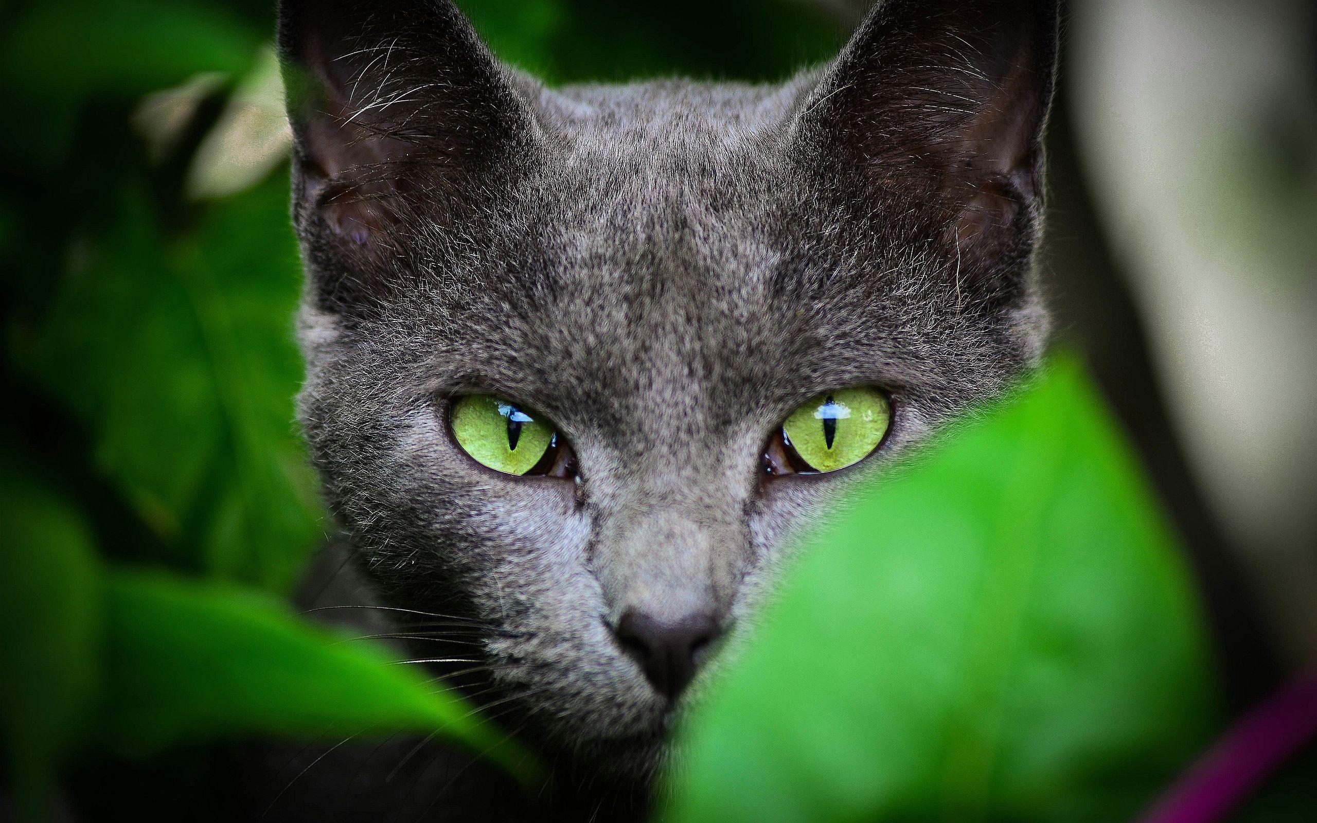 Gray Cat Wallpapers Top Free Gray Cat Backgrounds WallpaperAccess