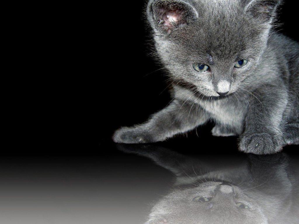 Gray Cat Wallpapers Top Free Gray Cat Backgrounds WallpaperAccess