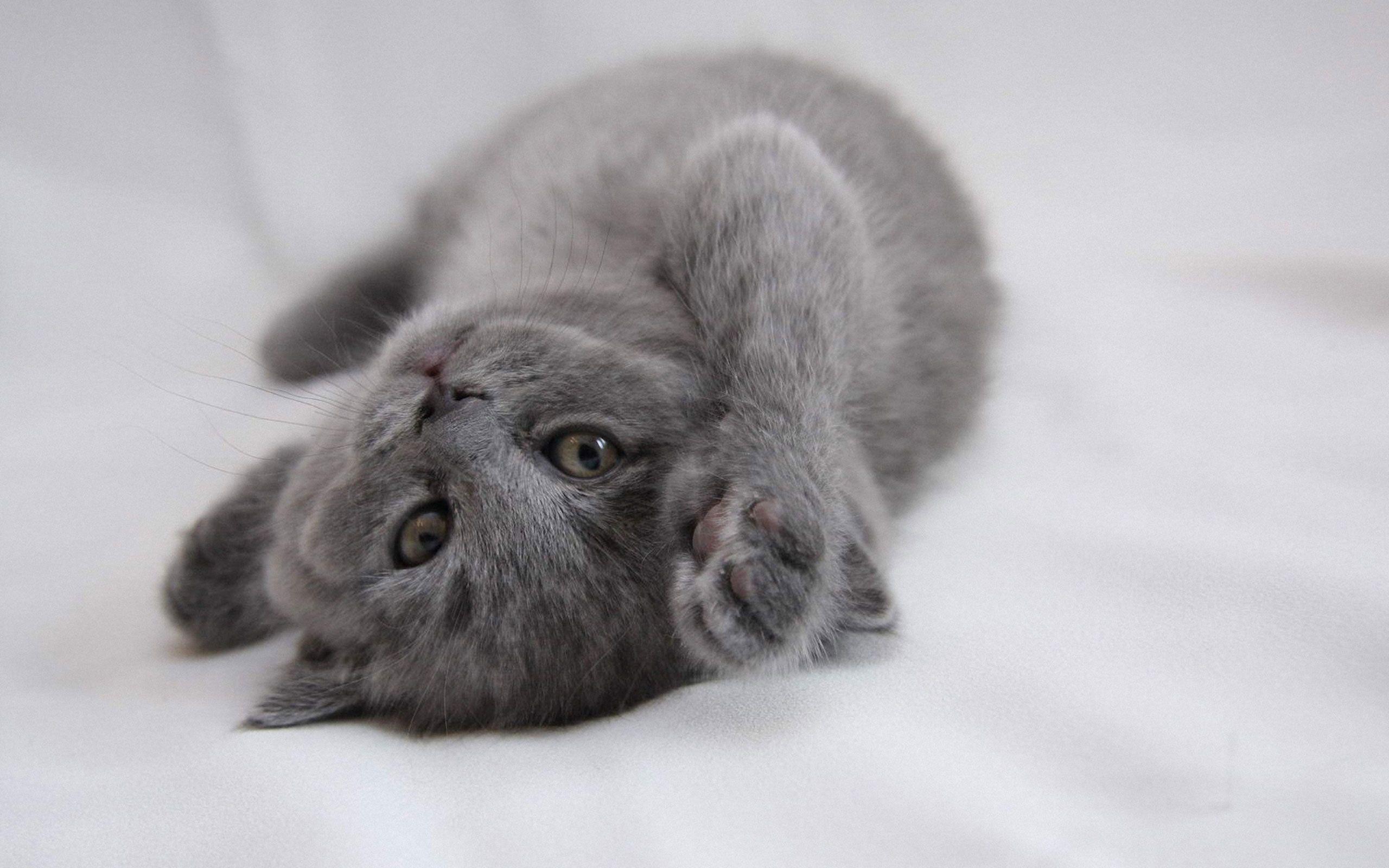 Gray Cat Wallpapers Top Free Gray Cat Backgrounds WallpaperAccess