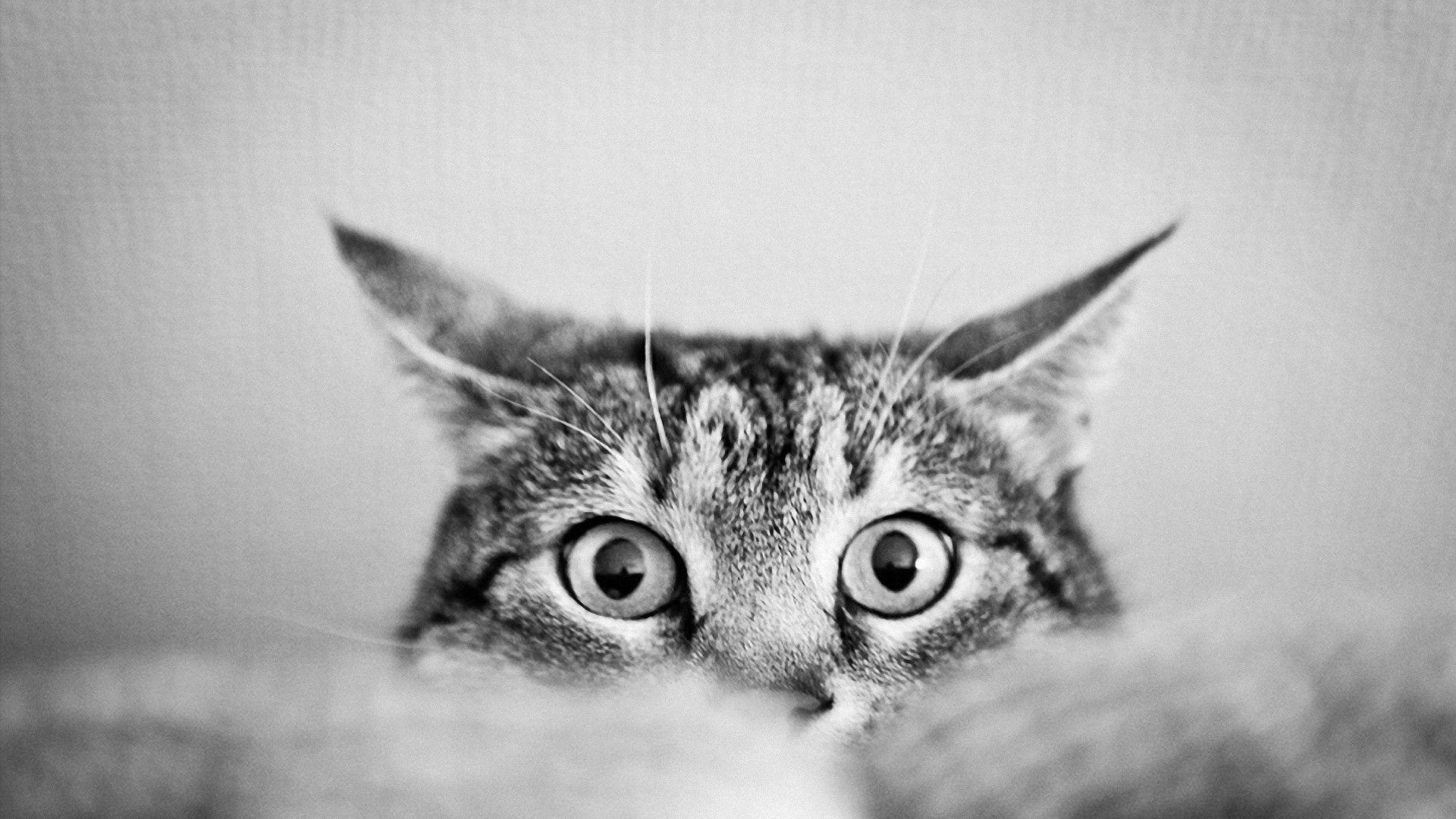 Gray Cat Wallpapers Top Free Gray Cat Backgrounds WallpaperAccess