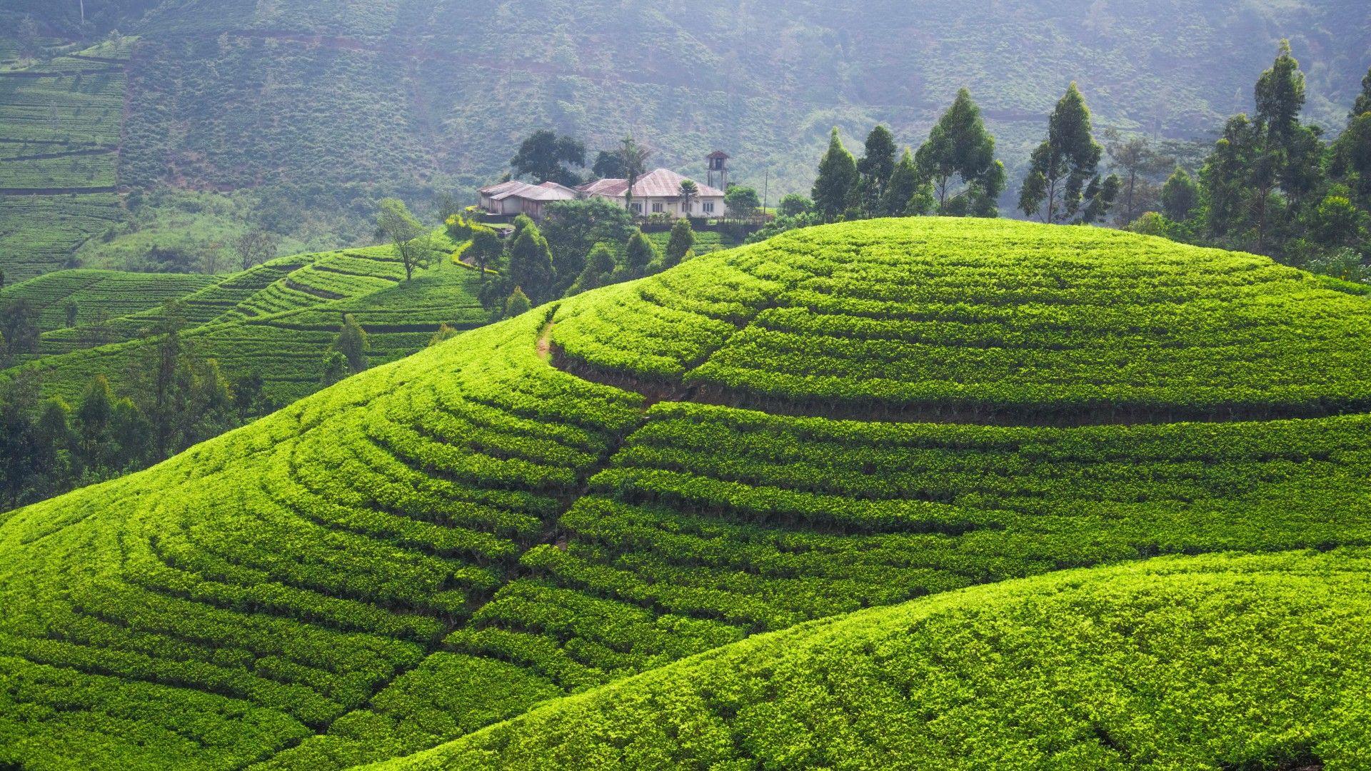 Tea Landscape Wallpapers Top Free Tea Landscape Backgrounds