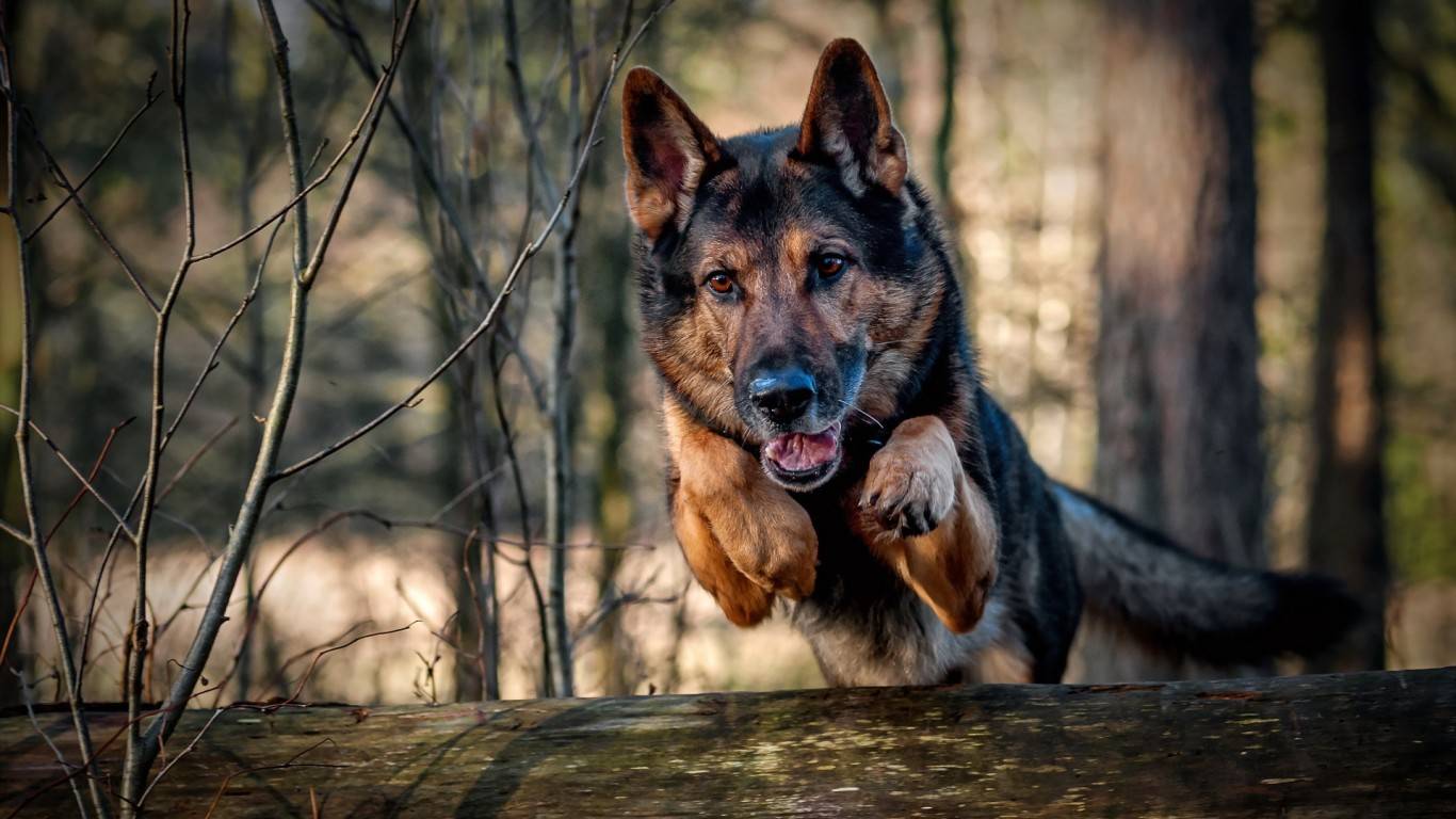 Police K9 Wallpapers Top Free Police K9 Backgrounds WallpaperAccess