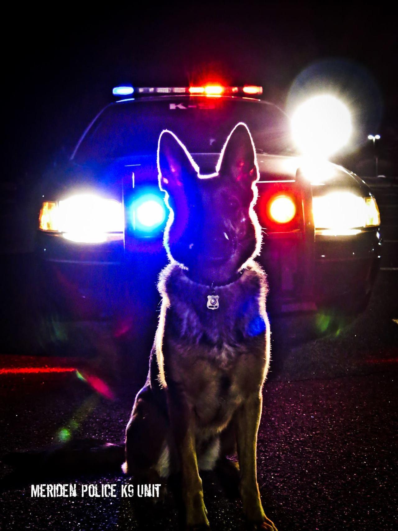 Police K9 Wallpapers Top Free Police K9 Backgrounds WallpaperAccess