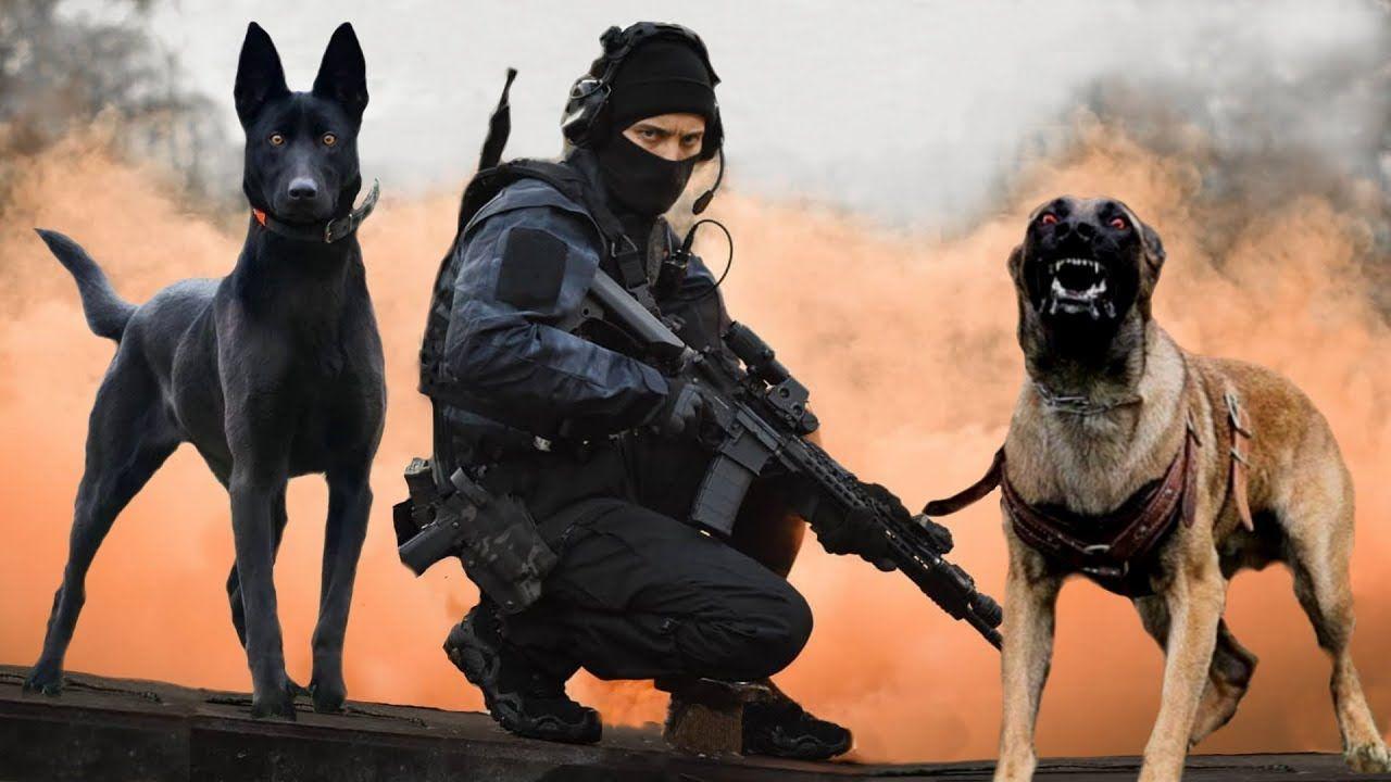 Police K9 Wallpapers Top Free Police K9 Backgrounds WallpaperAccess