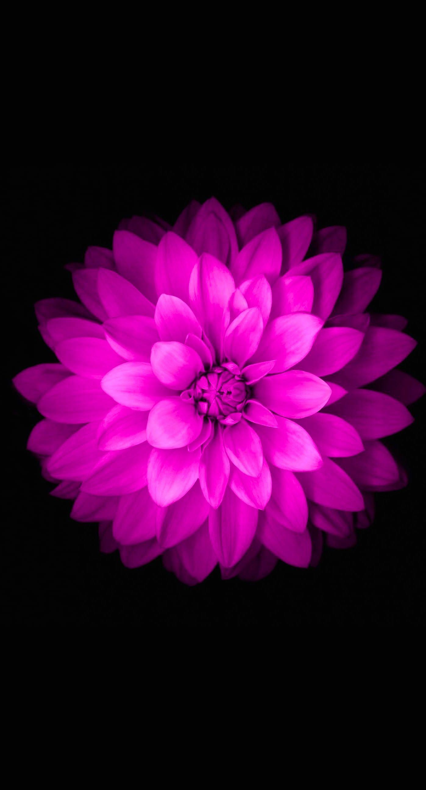 iPhone Black Flower Wallpapers Top Free iPhone Black Flower