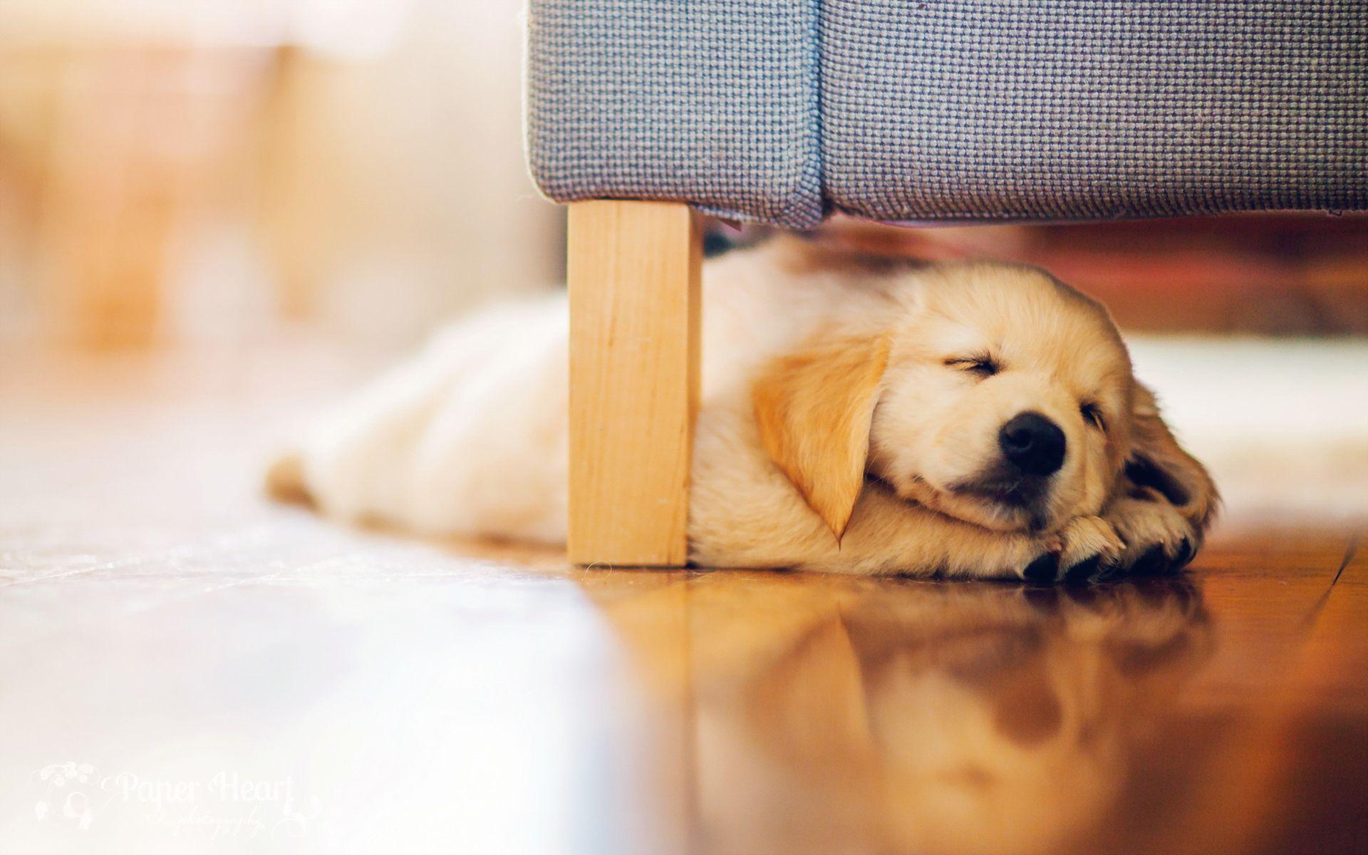 Cute Dogs Sleeping Wallpapers Top Free Cute Dogs Sleeping Backgrounds