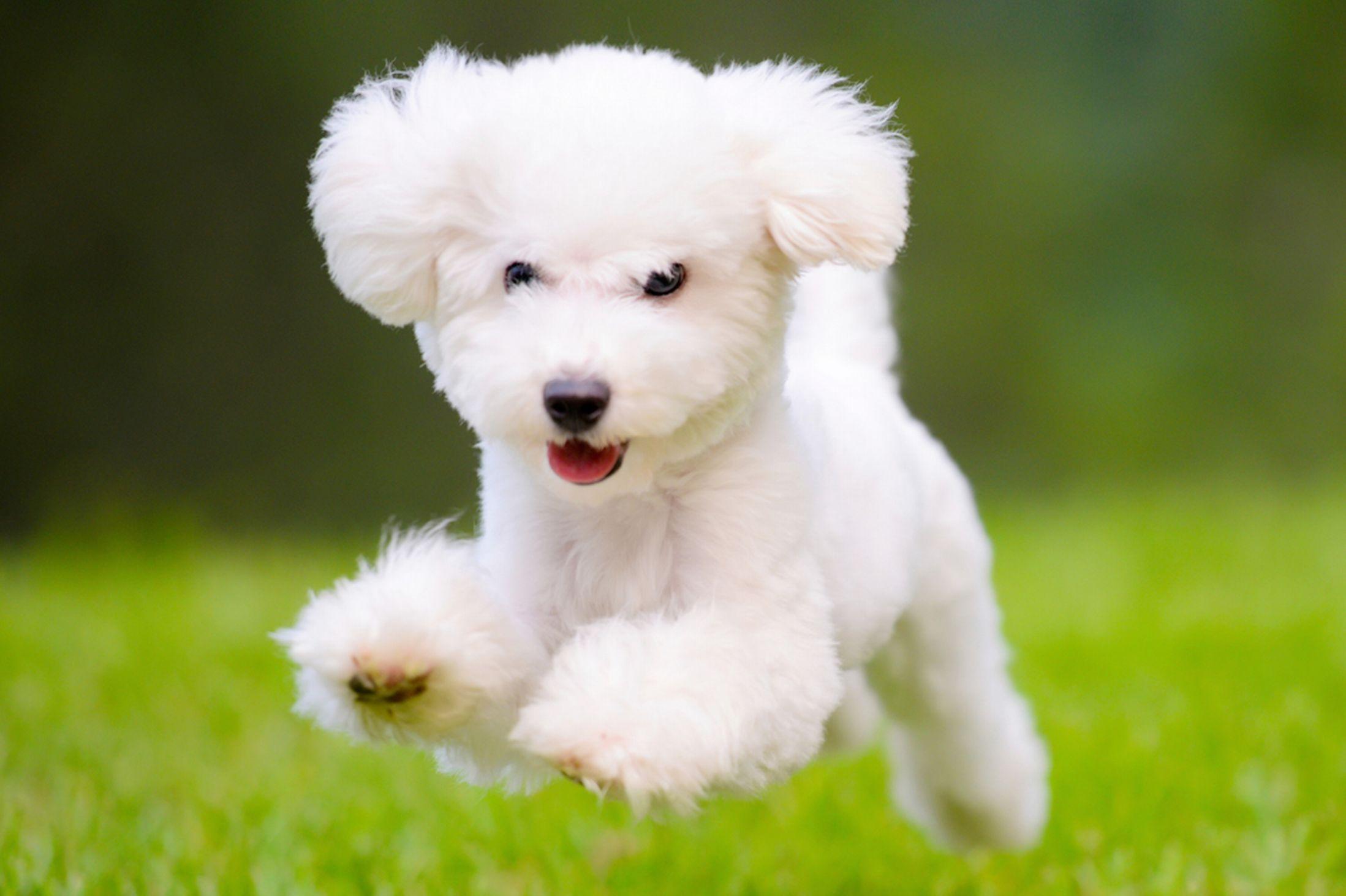 Fluffy Dog Wallpapers Top Free Fluffy Dog Backgrounds WallpaperAccess