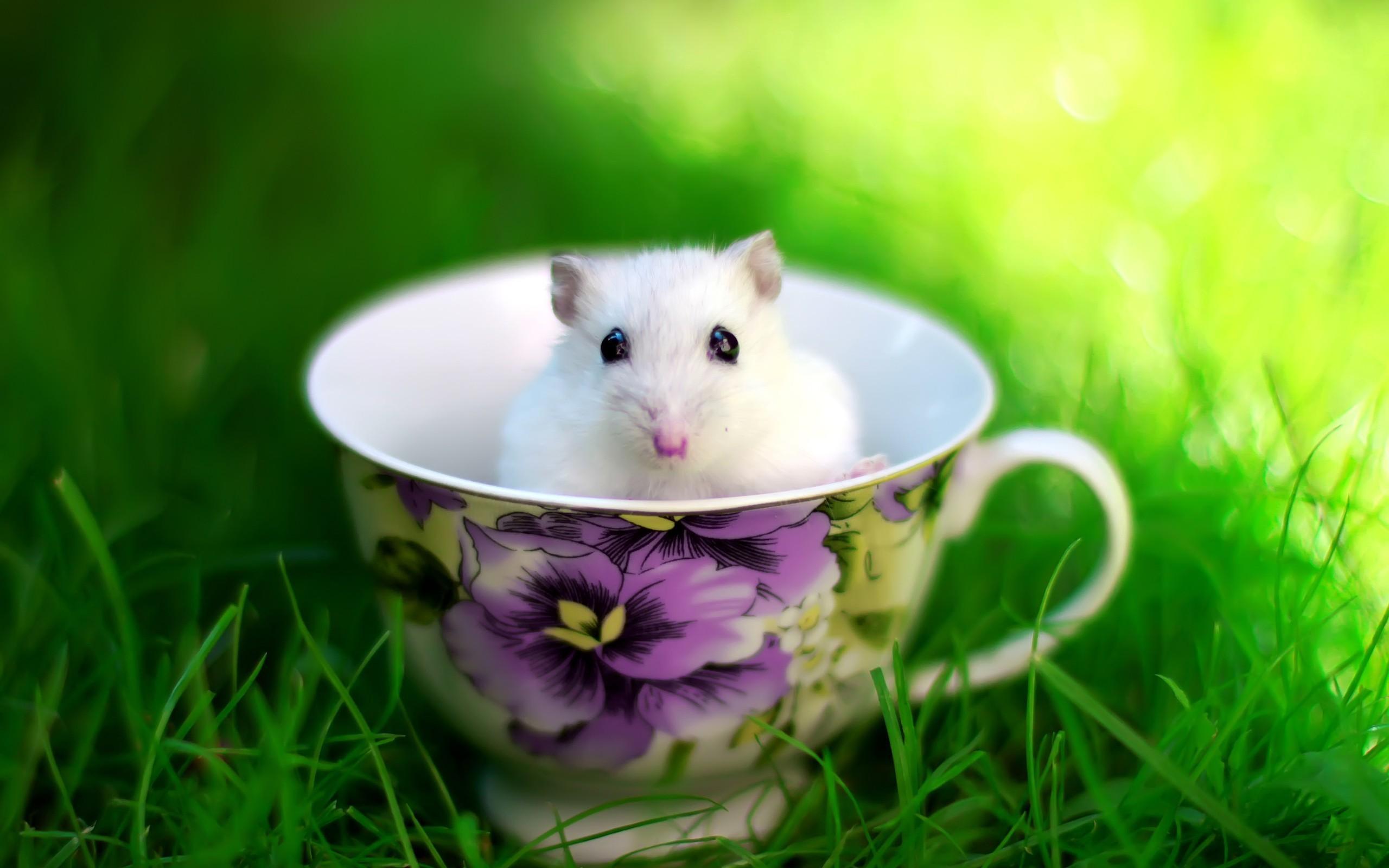 Cute Animal Nature Wallpapers Top Free Cute Animal Nature Backgrounds