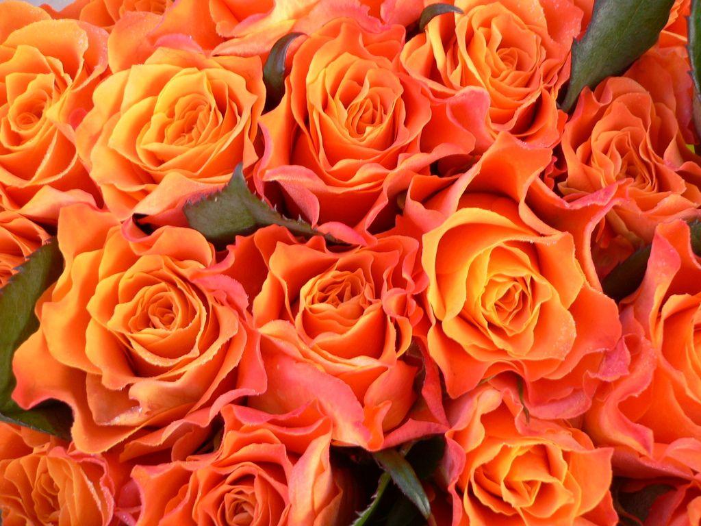 Orange Roses Wallpapers Top Free Orange Roses Backgrounds