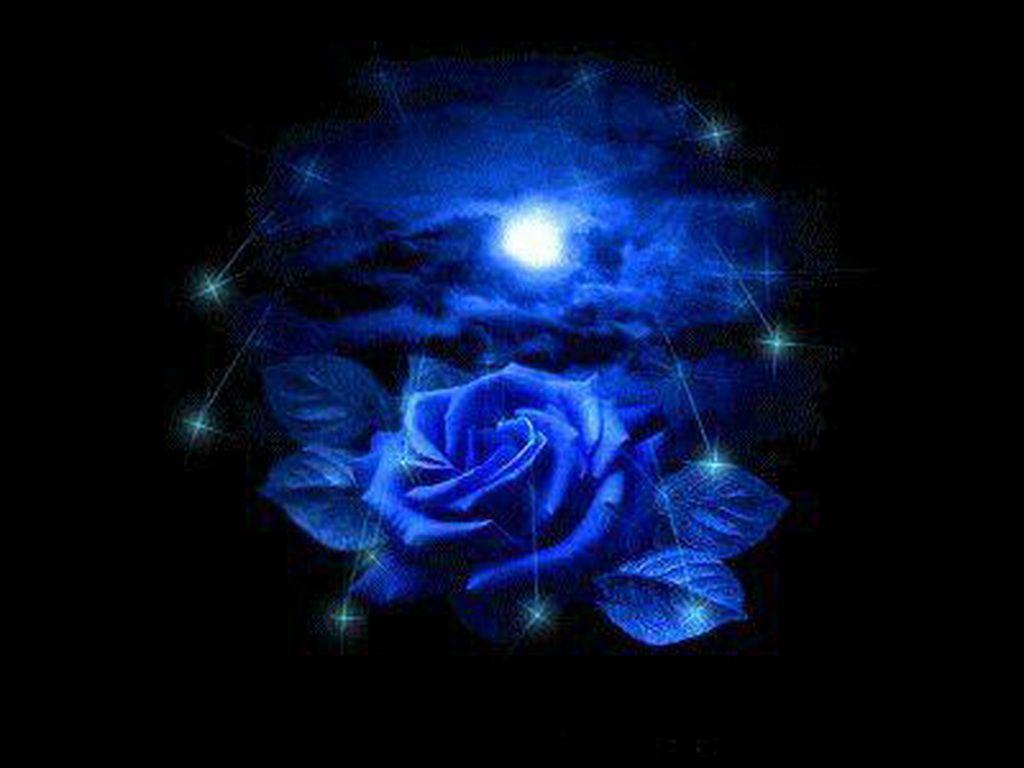 Dark Blue Rose Abstract Wallpapers Top Free Dark Blue Rose Abstract