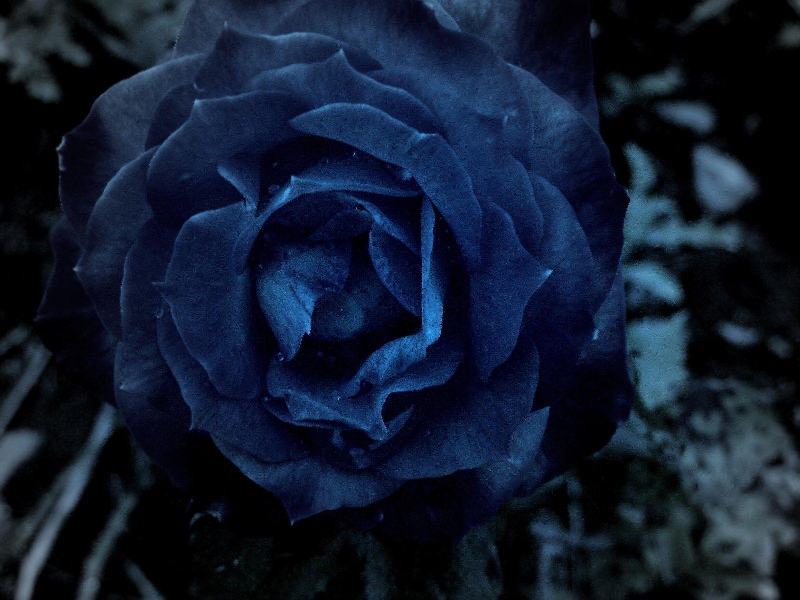 Dark Blue Rose Abstract Wallpapers Top Free Dark Blue Rose Abstract