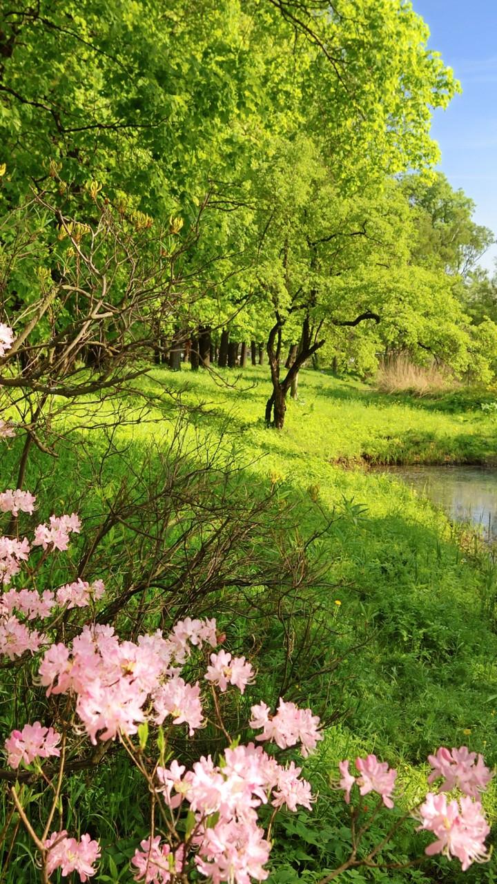 Pink Forest Flower Wallpapers Top Free Pink Forest Flower Backgrounds WallpaperAccess