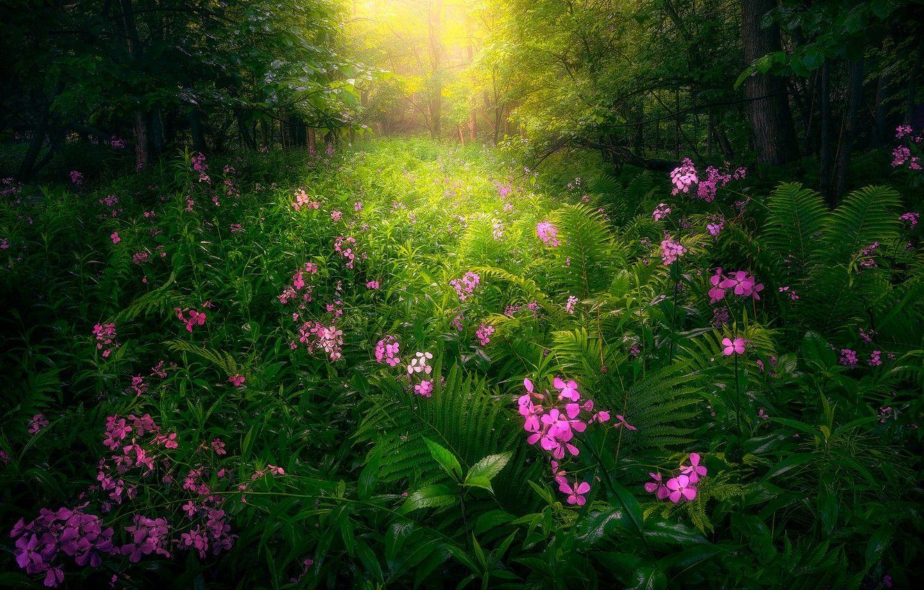 Pink Forest Flower Wallpapers Top Free Pink Forest Flower Backgrounds WallpaperAccess