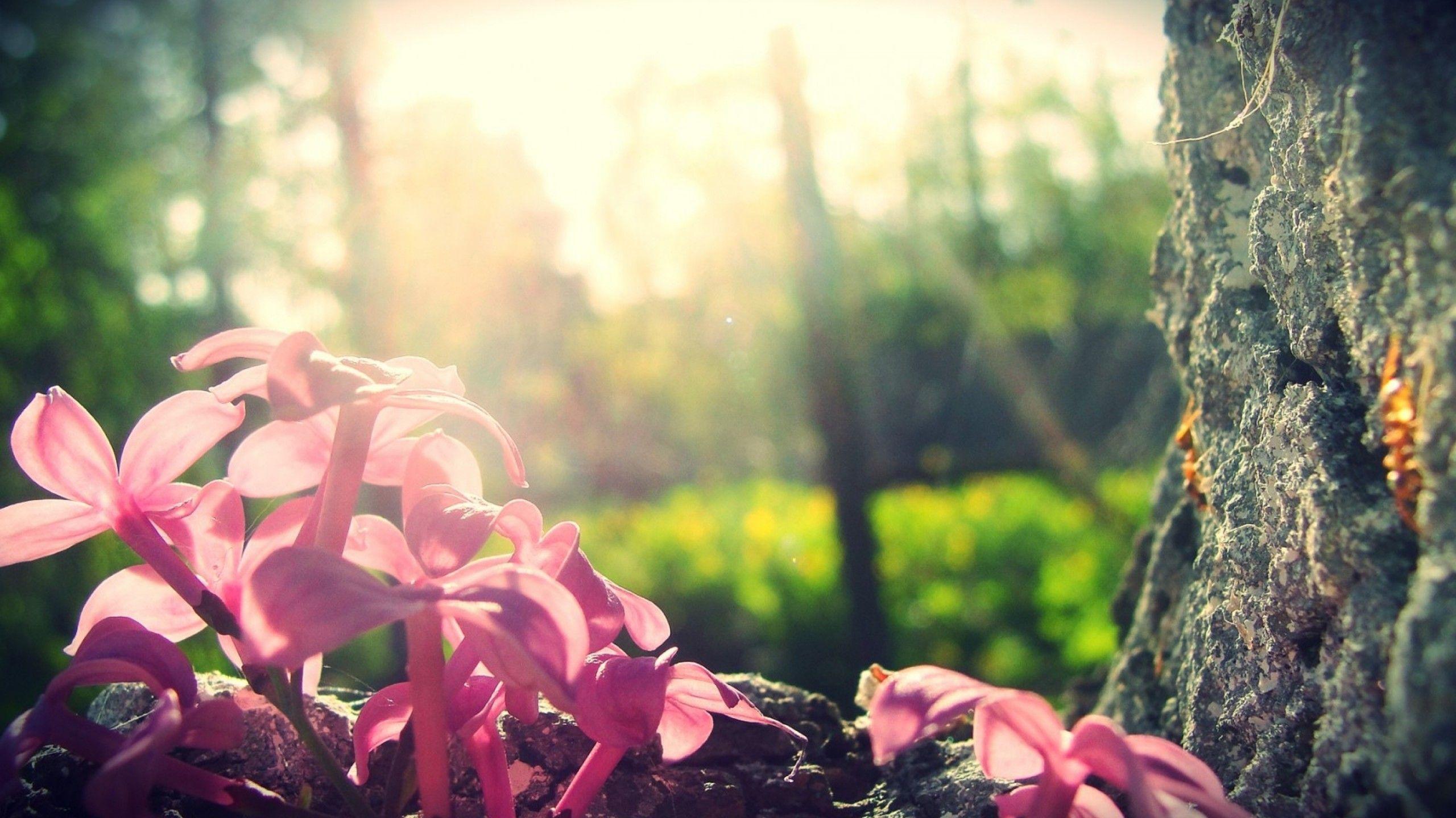 Pink Forest Flower Wallpapers Top Free Pink Forest Flower Backgrounds WallpaperAccess