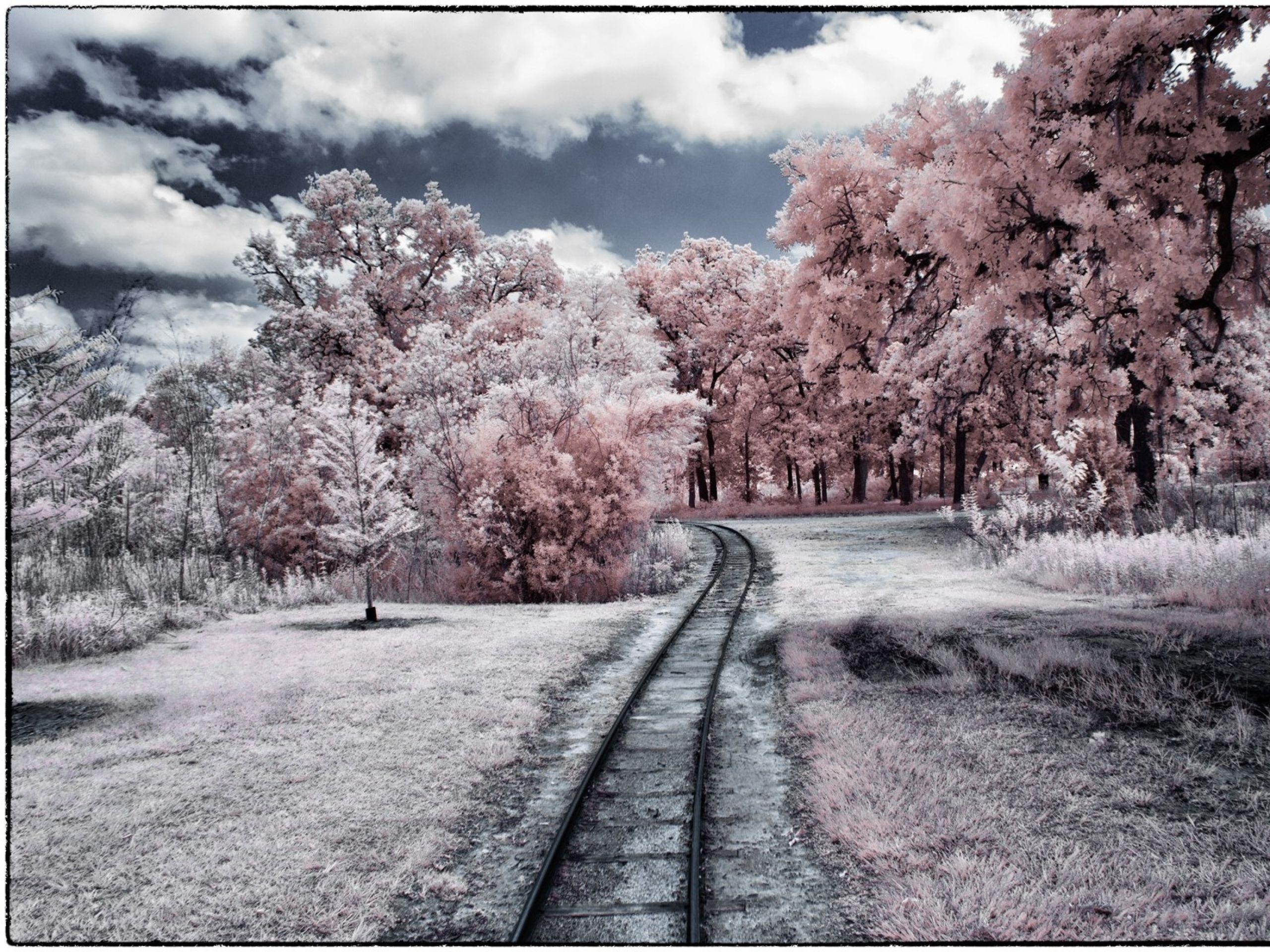 Pink Forest Flower Wallpapers Top Free Pink Forest Flower Backgrounds WallpaperAccess