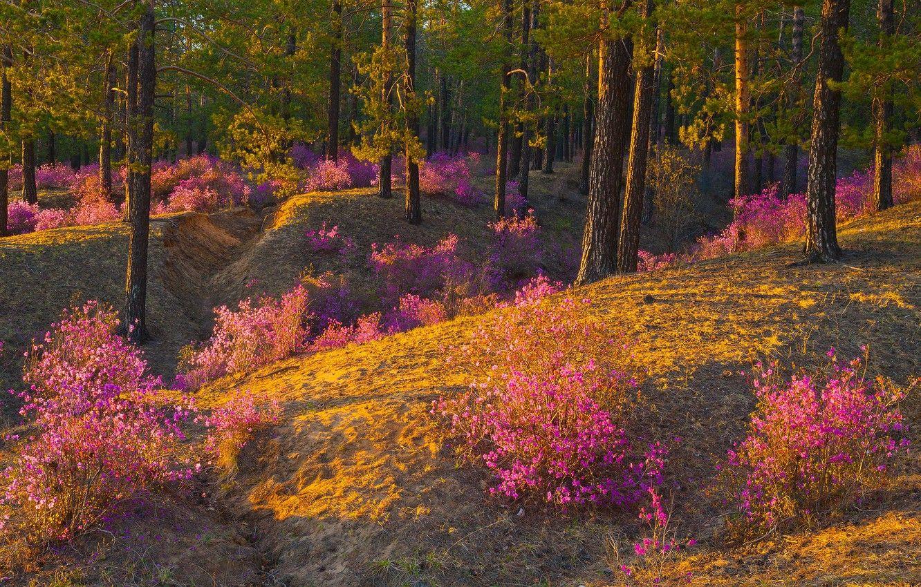 Pink Forest Flower Wallpapers Top Free Pink Forest Flower Backgrounds WallpaperAccess