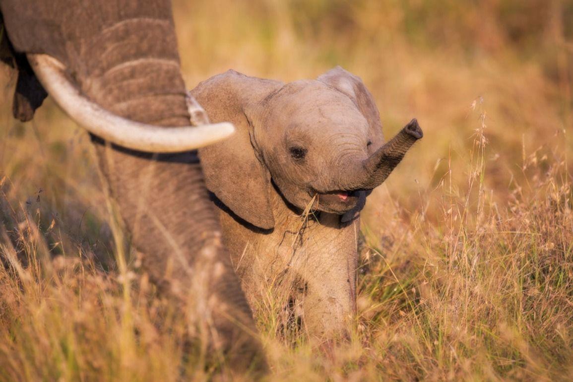 Cute Baby Elephant HD Wallpapers Top Free Cute Baby Elephant HD