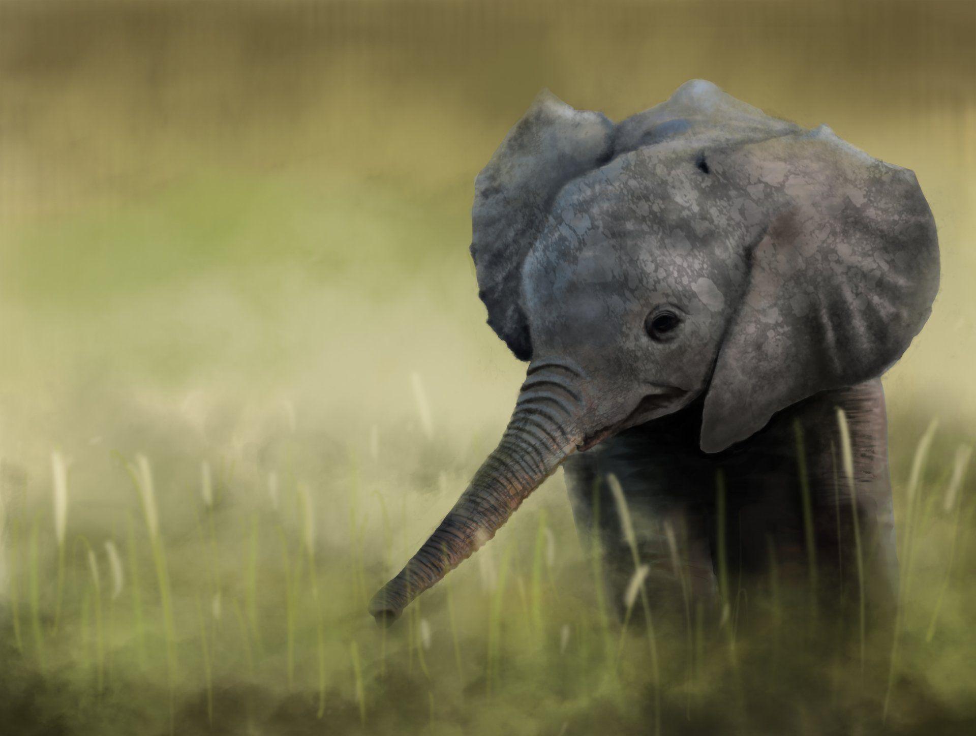 Cute Baby Elephant Computer Wallpapers Top Free Cute Baby Elephant
