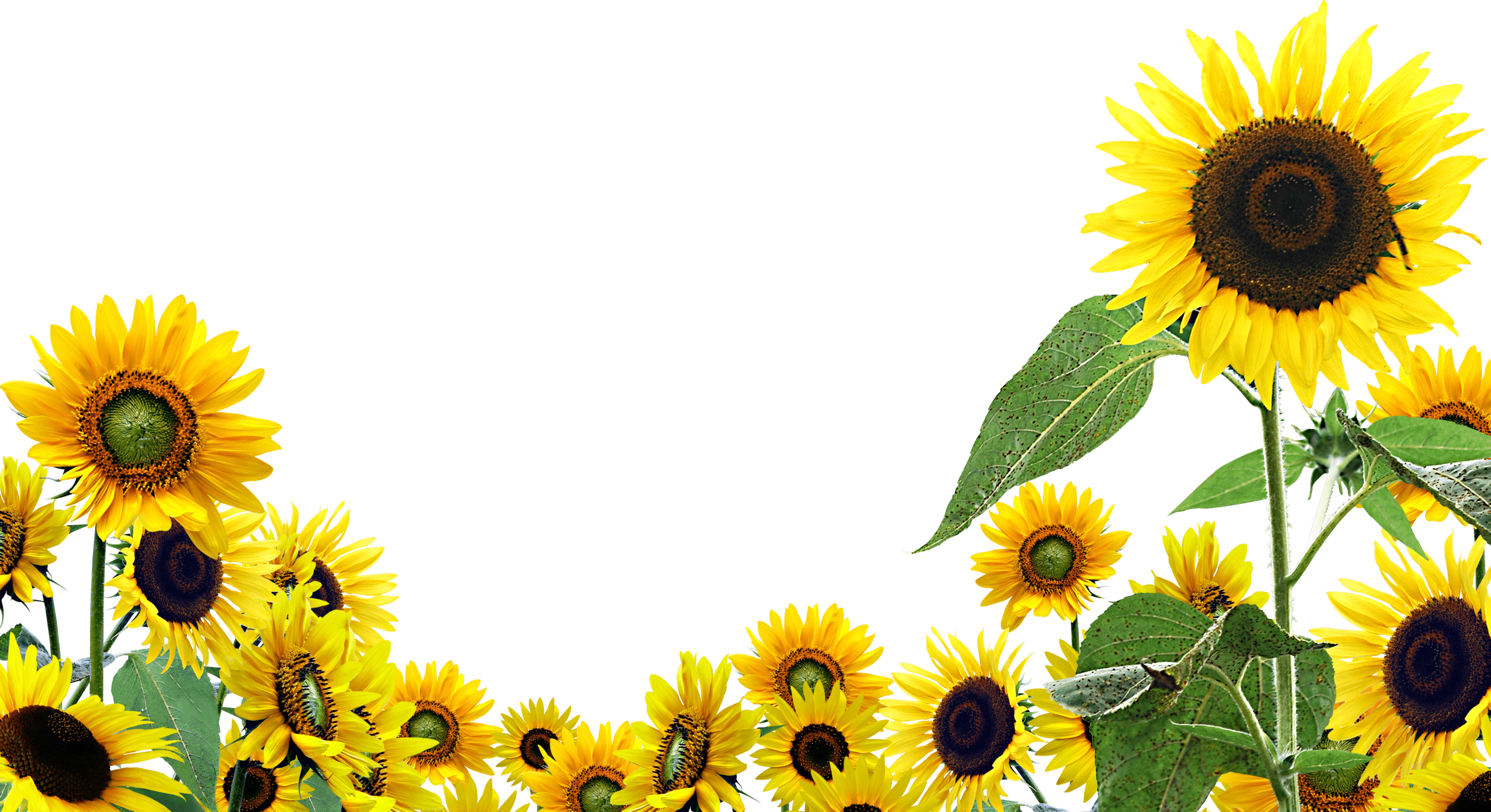 Small Sunflower Wallpapers Top Free Small Sunflower Backgrounds