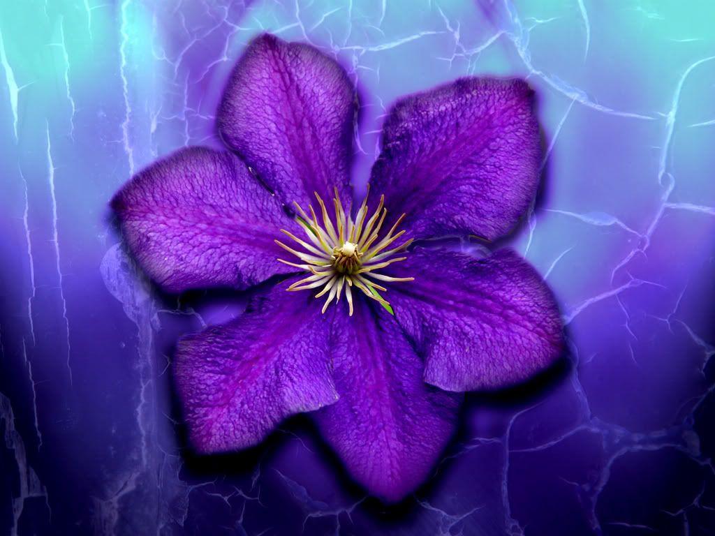 Green and Purple Flowers Wallpapers Top Free Green and Purple Flowers