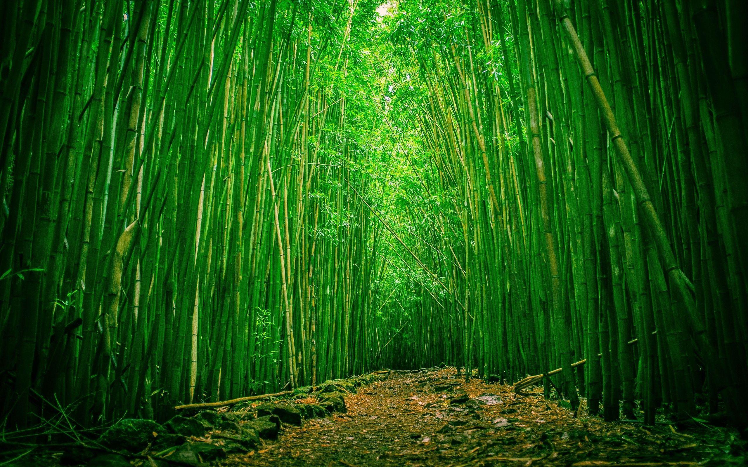 Green Bamboo Wallpapers Top Free Green Bamboo Backgrounds