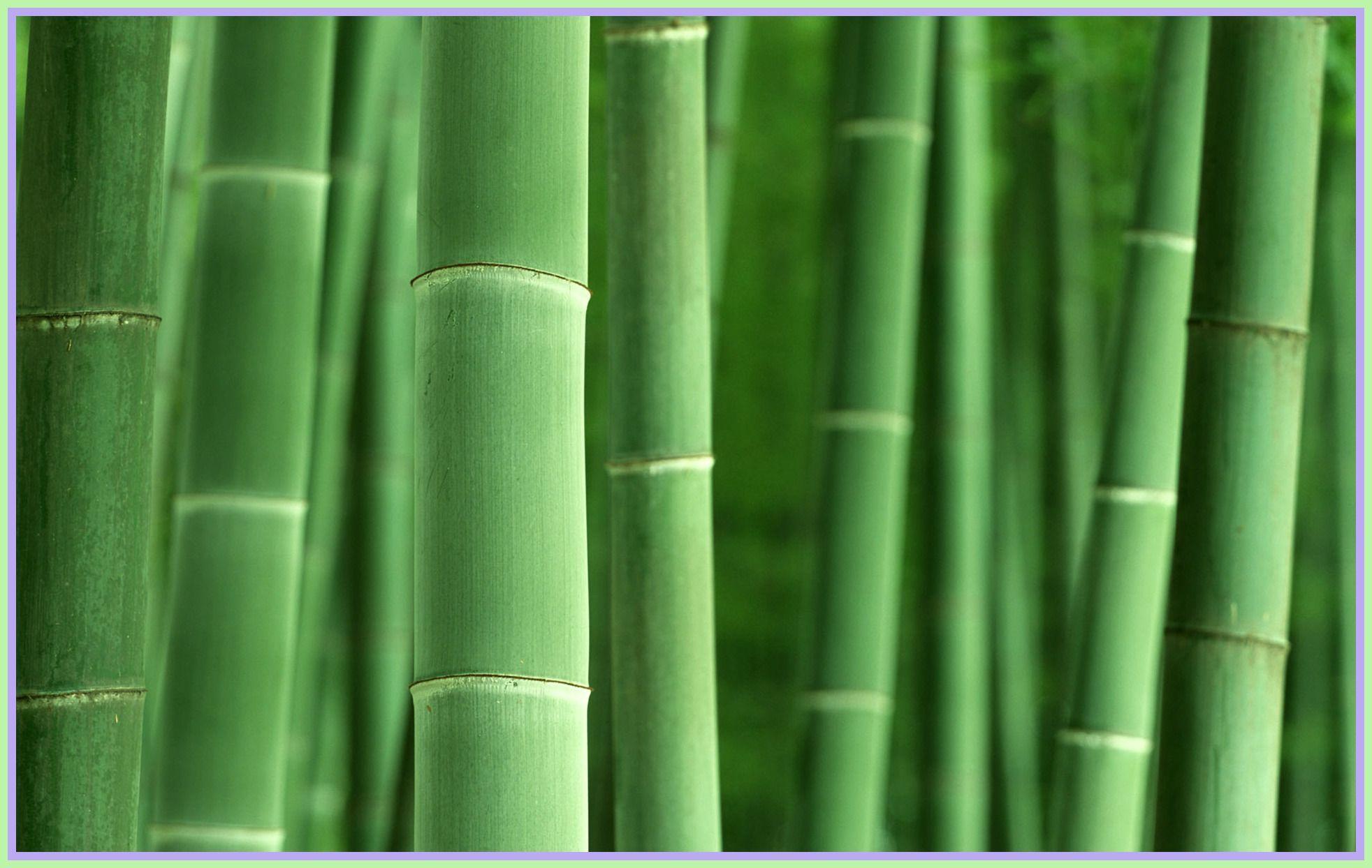 Green Bamboo Wallpapers Top Free Green Bamboo Backgrounds