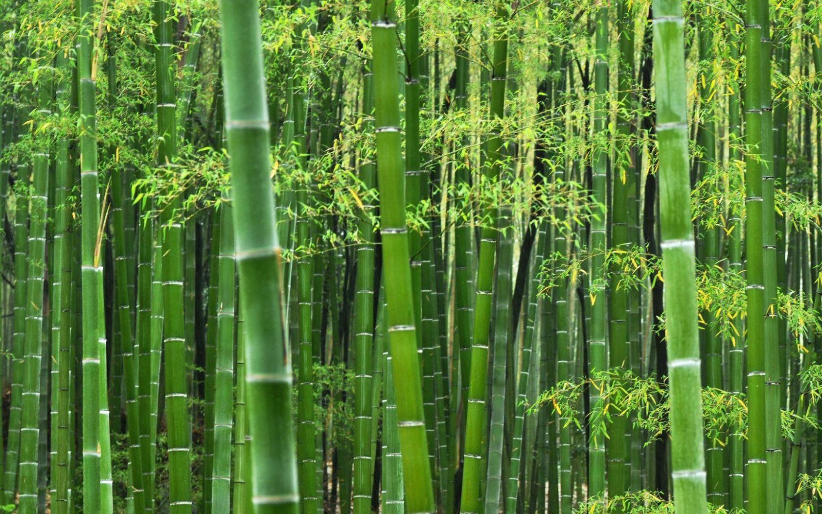 Green Bamboo Wallpapers Top Free Green Bamboo Backgrounds