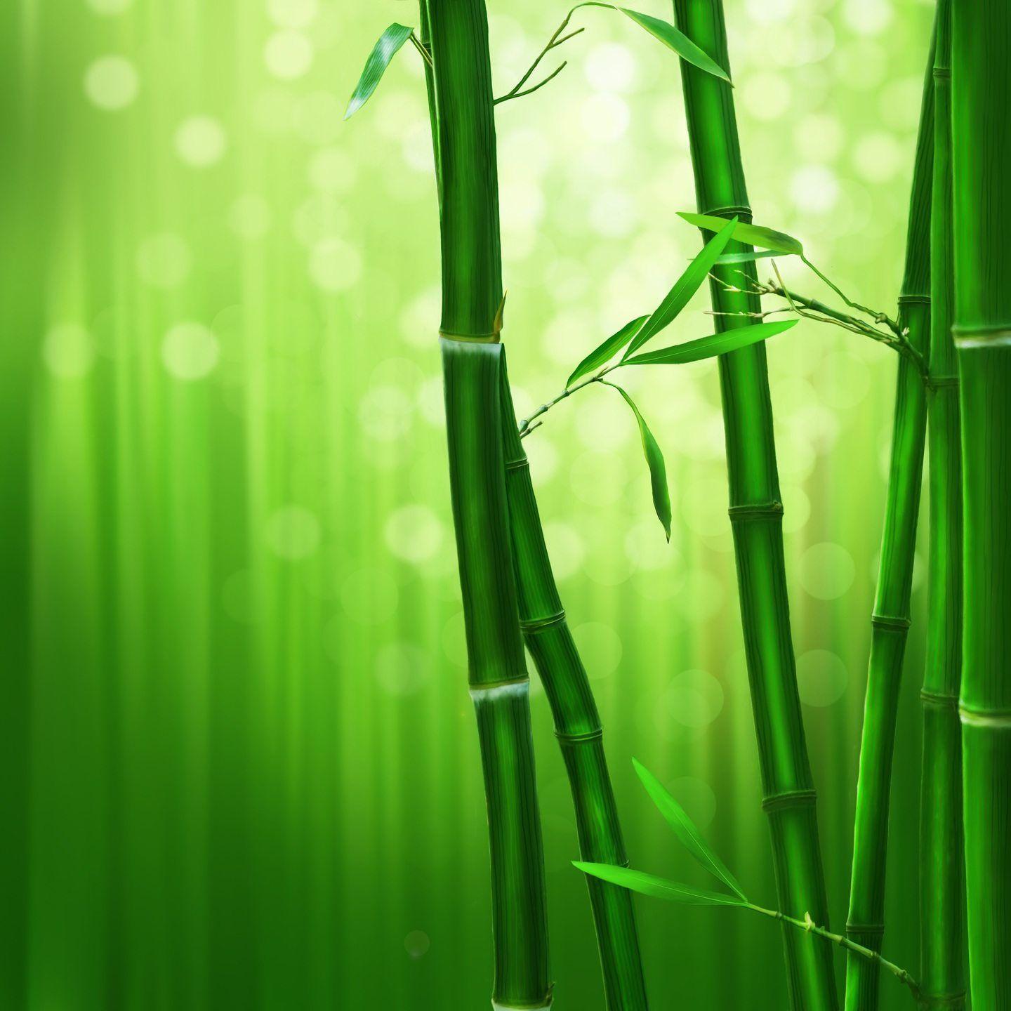 Green Bamboo Wallpapers Top Free Green Bamboo Backgrounds