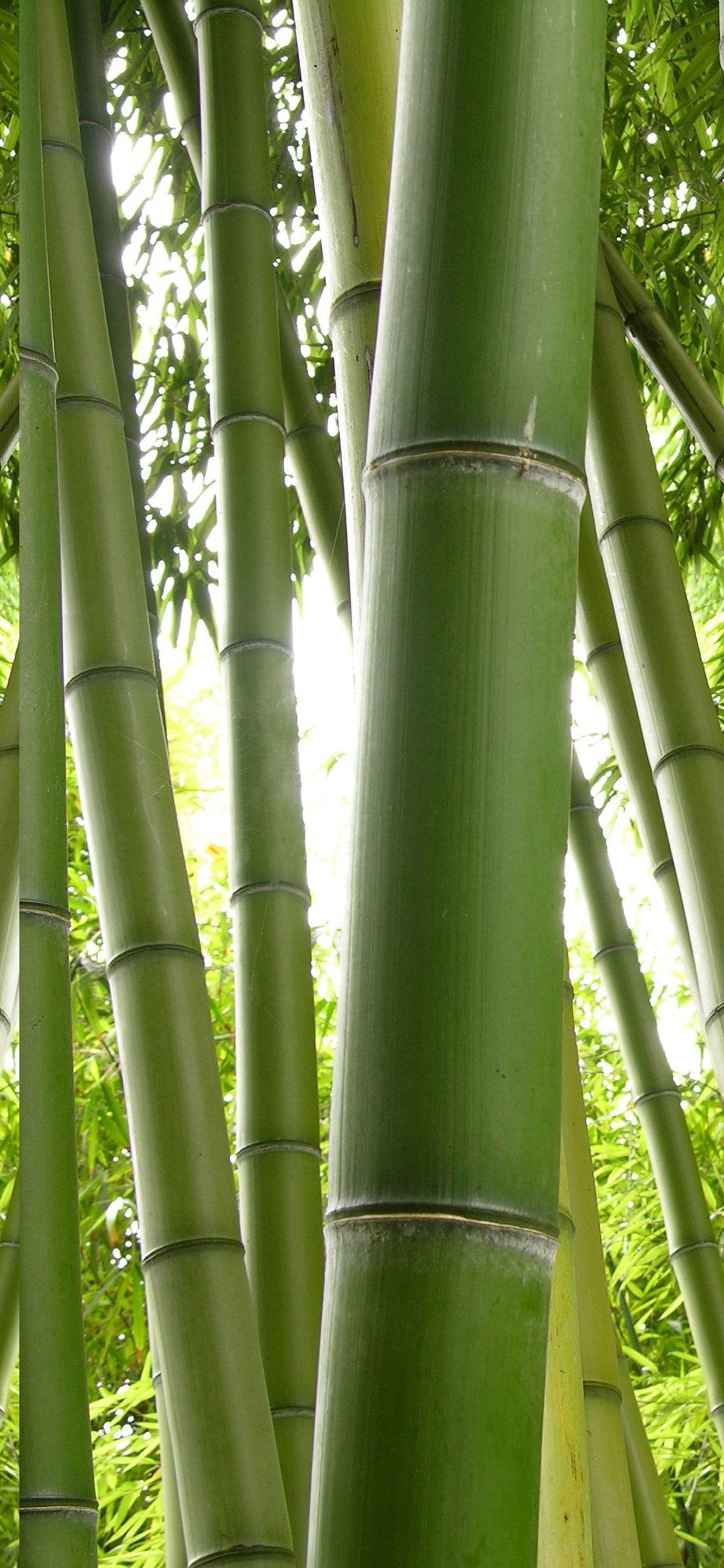 Green Bamboo Wallpapers Top Free Green Bamboo Backgrounds