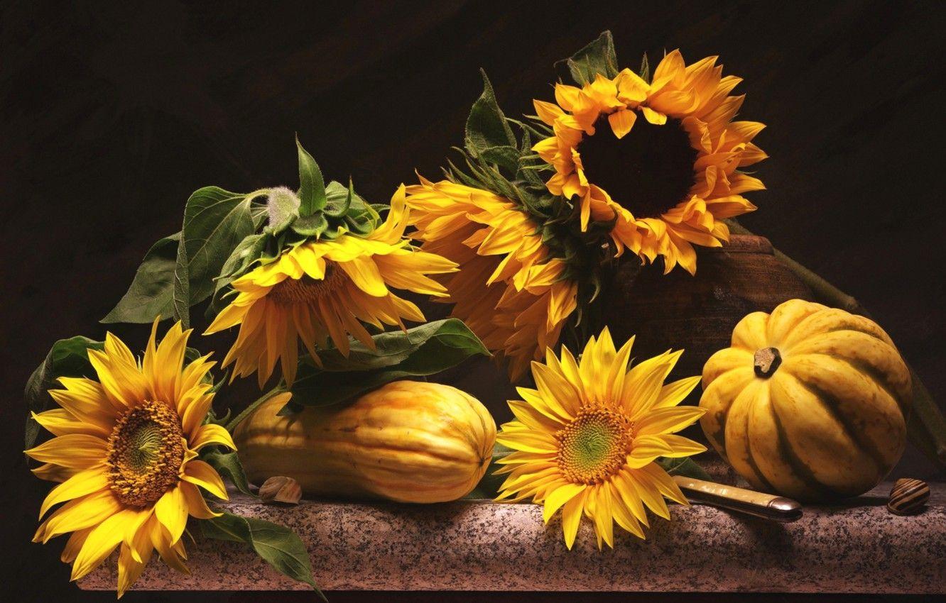 Sunflower Pumpkin Wallpapers Top Free Sunflower Pumpkin Backgrounds