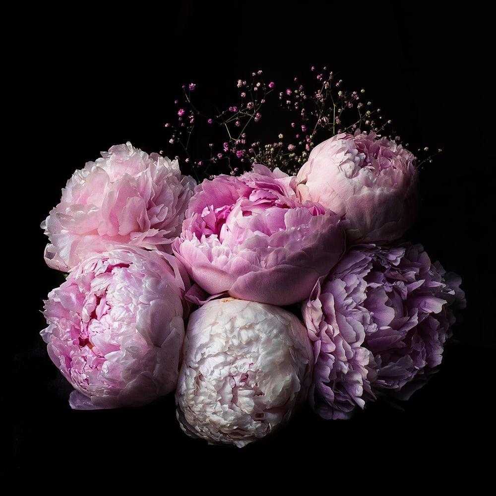 Beautiful Peonies Wallpapers Top Free Beautiful Peonies Backgrounds
