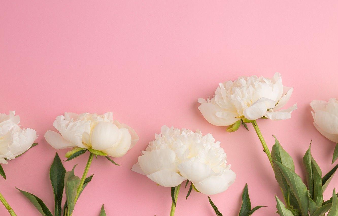 Beautiful Peonies Wallpapers Top Free Beautiful Peonies Backgrounds